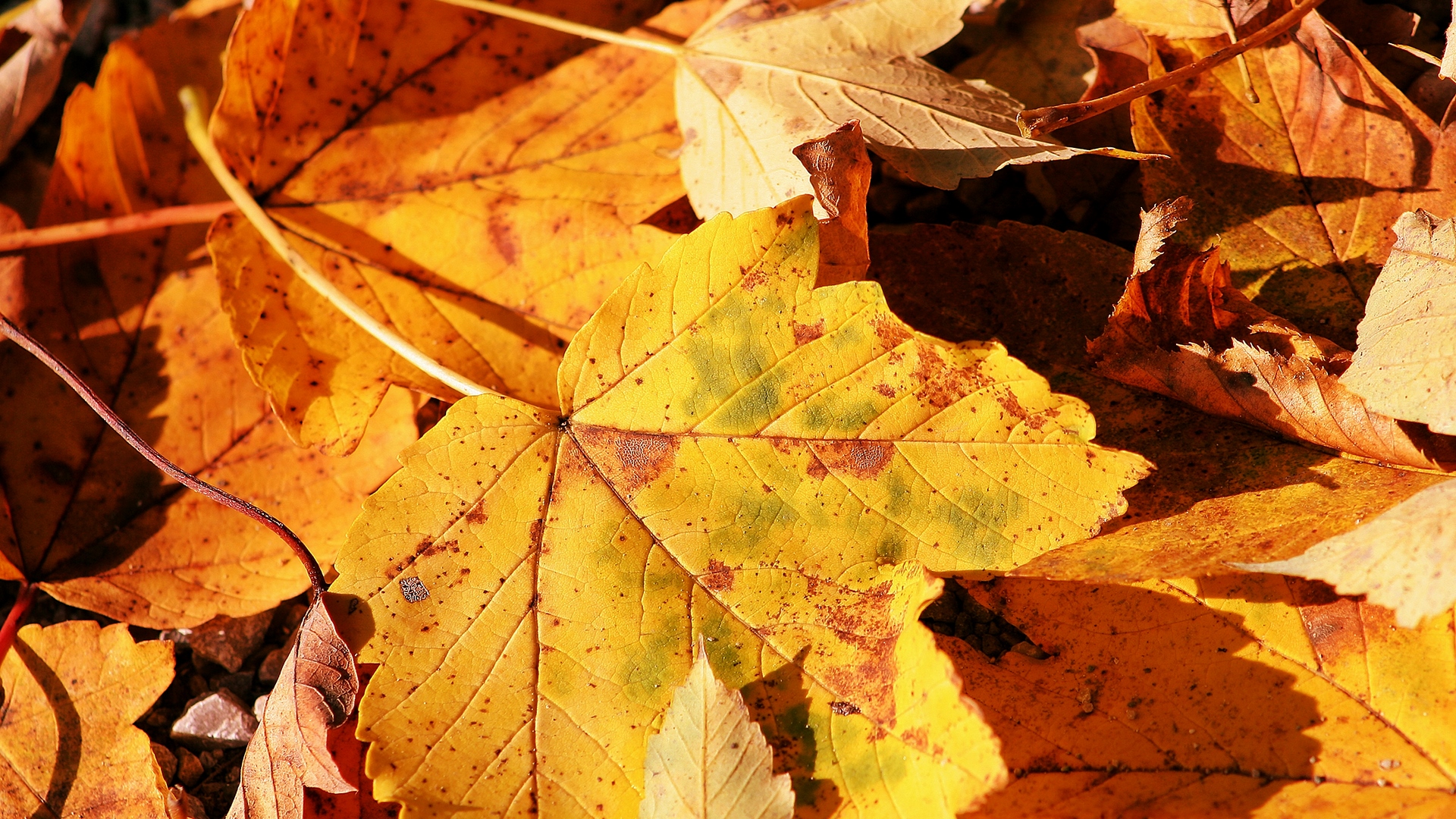hd, dry, yellow, nature, leafs, HD Wallpaper