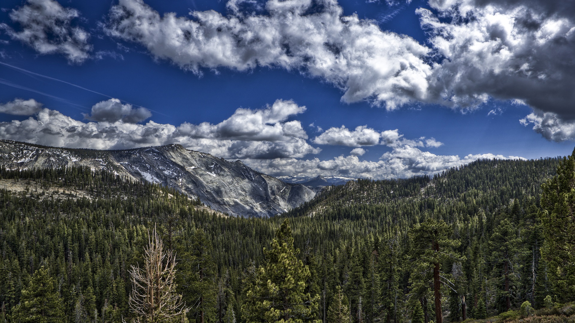 forest, tree, trees, clouds, wood, canada, HD Wallpaper
