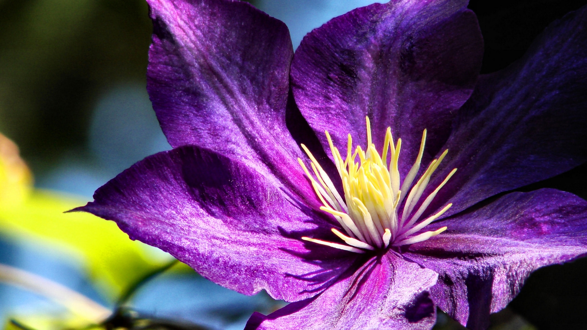 photo, romance, beautiful, floral, photography, love, wide screen, clematis, flower, beauty, HD Wallpaper