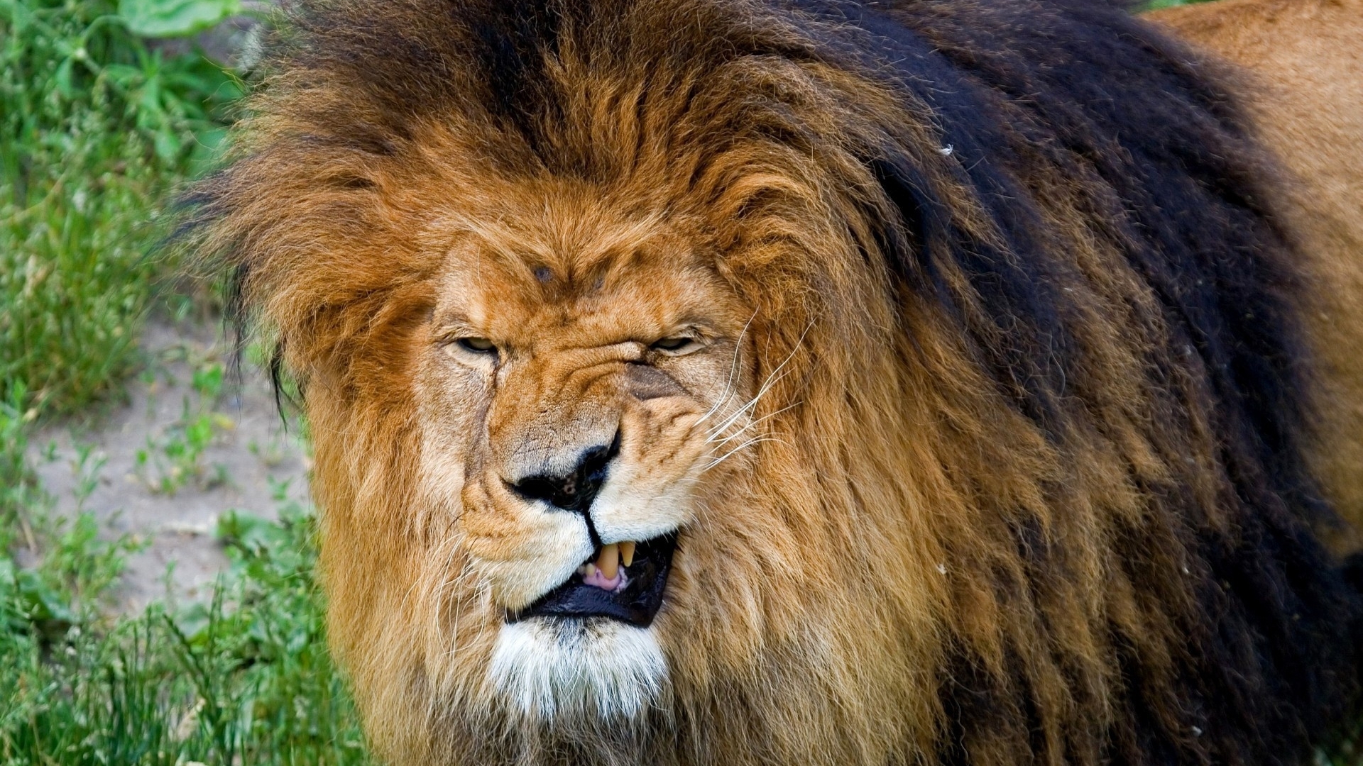 tongue, lion, wild, animal, HD Wallpaper