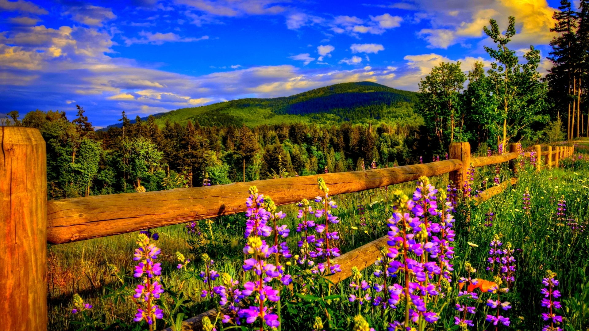mountain, sky, nature, flower, HD Wallpaper