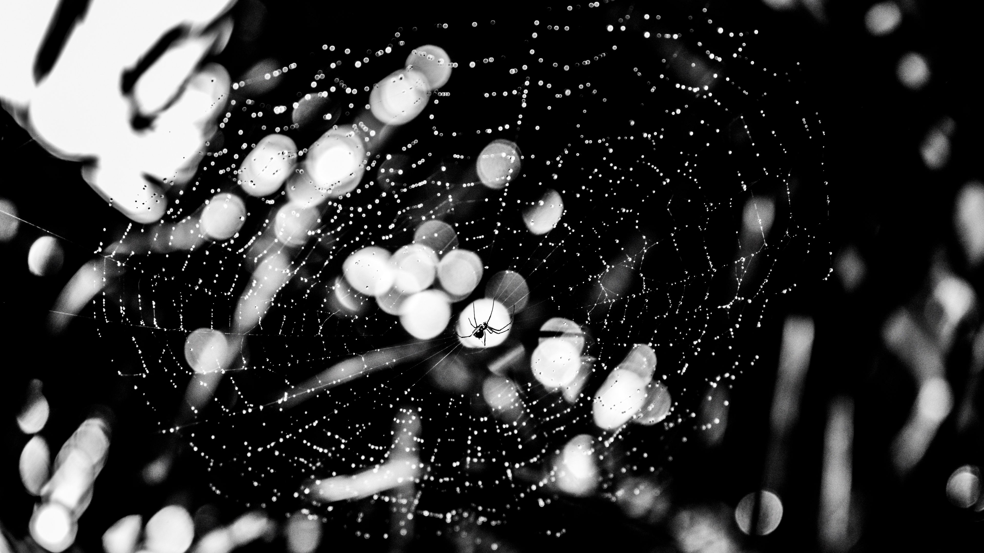 spider, spider web, drops, bw, glare, 4k, HD Wallpaper