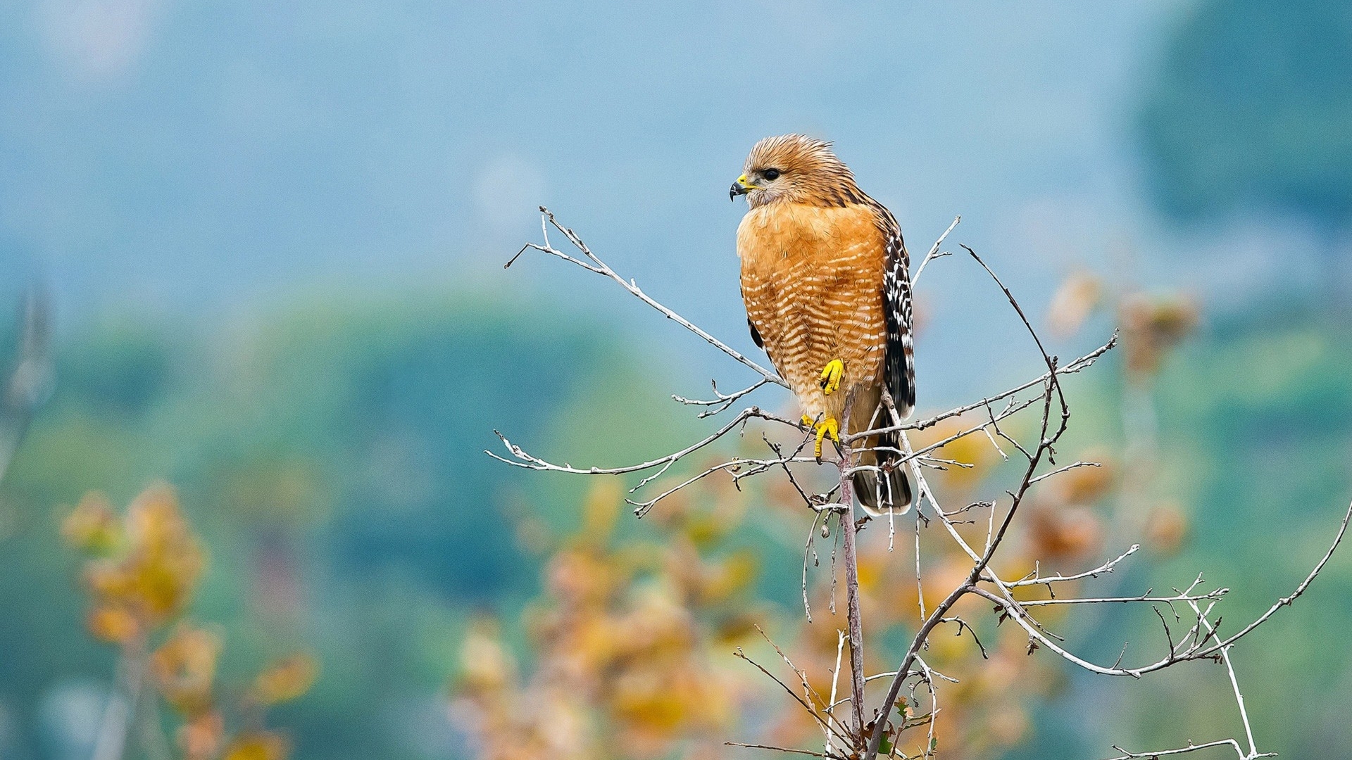 pretty, birds, nature, animals, hawks, HD Wallpaper