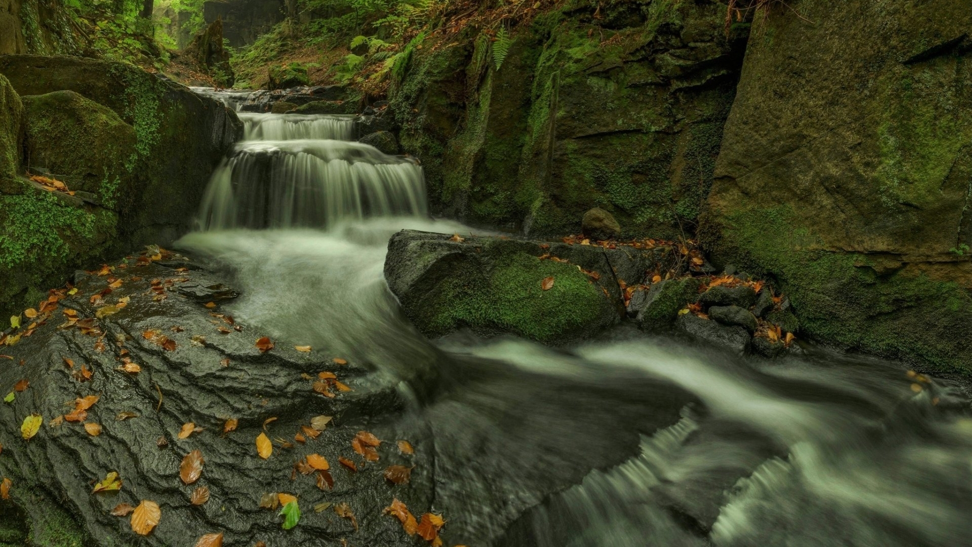 tree, nature, river, stream, HD Wallpaper