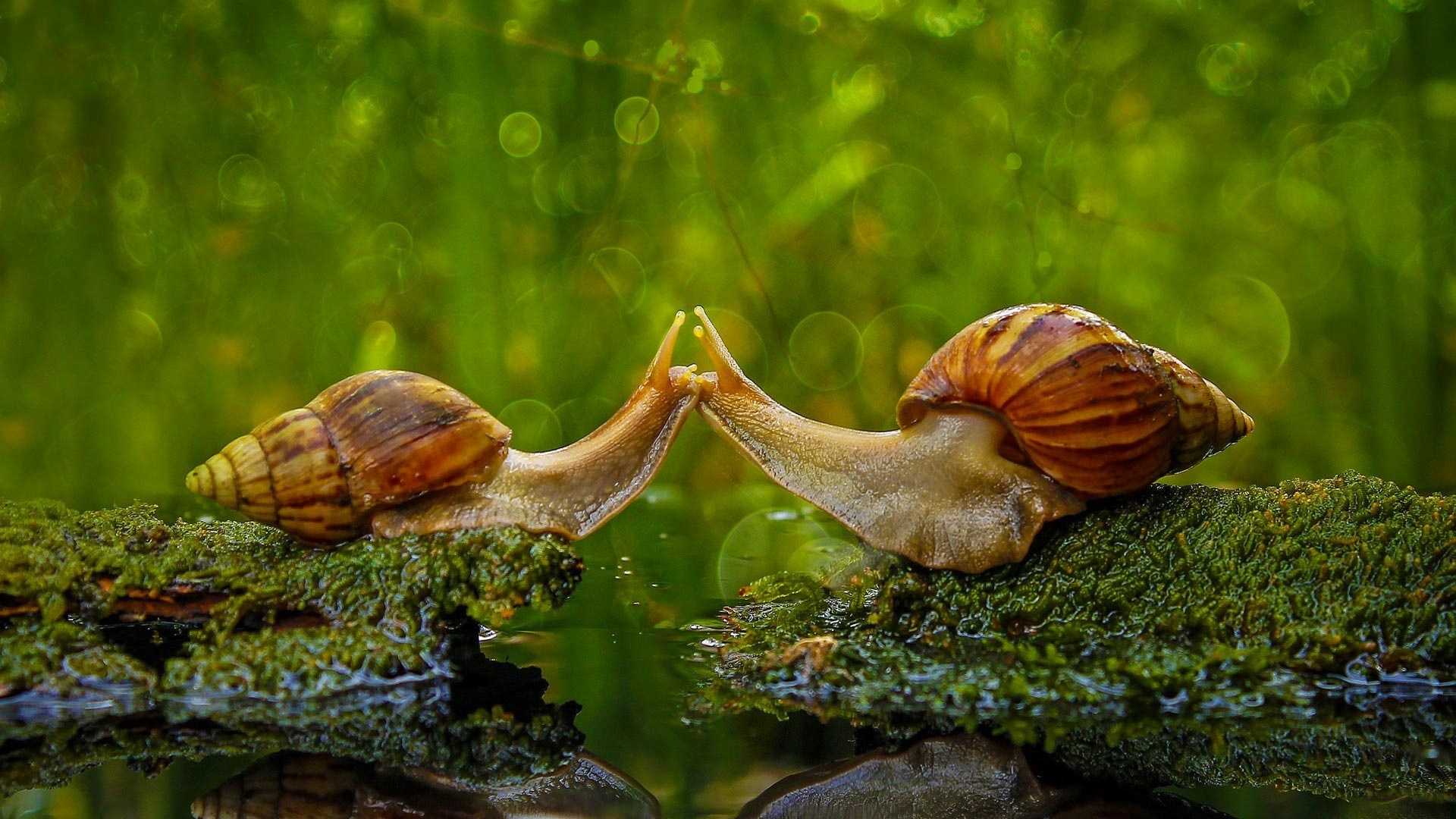 cute, bokeh, green, snail, valentine, funny, kiss, couple, HD Wallpaper