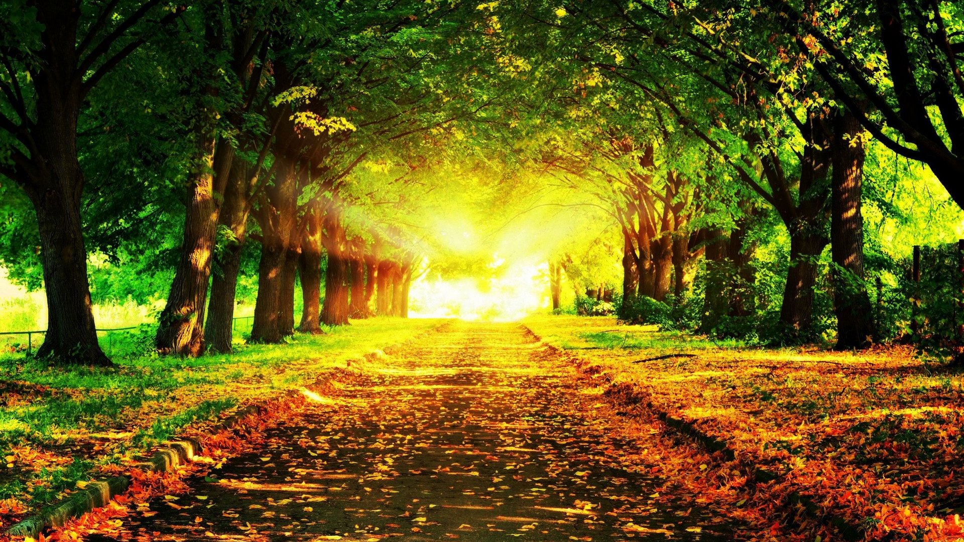 path, colors, leaves, trees, HD Wallpaper