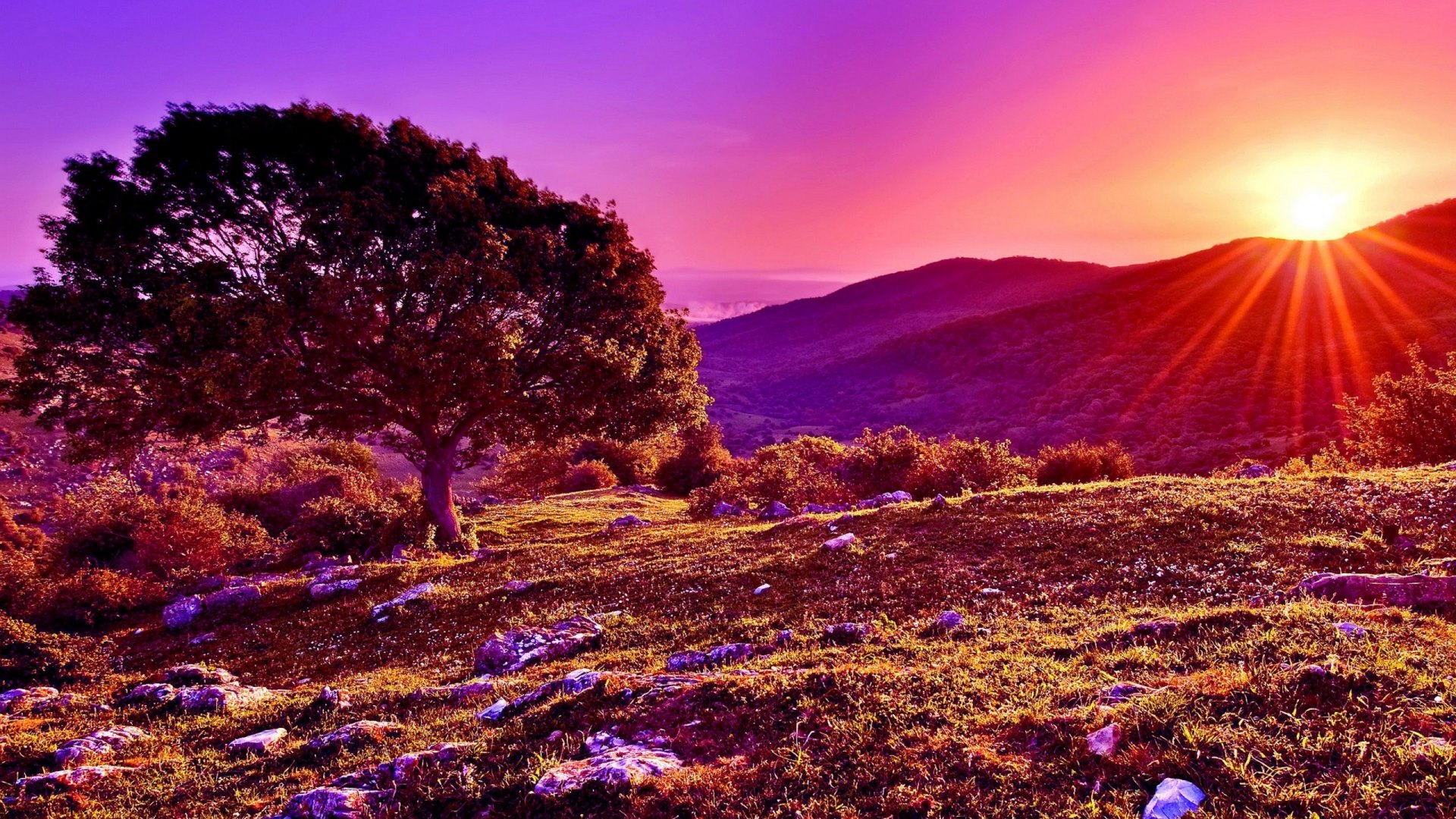sunset, tree, rays, mountains, HD Wallpaper