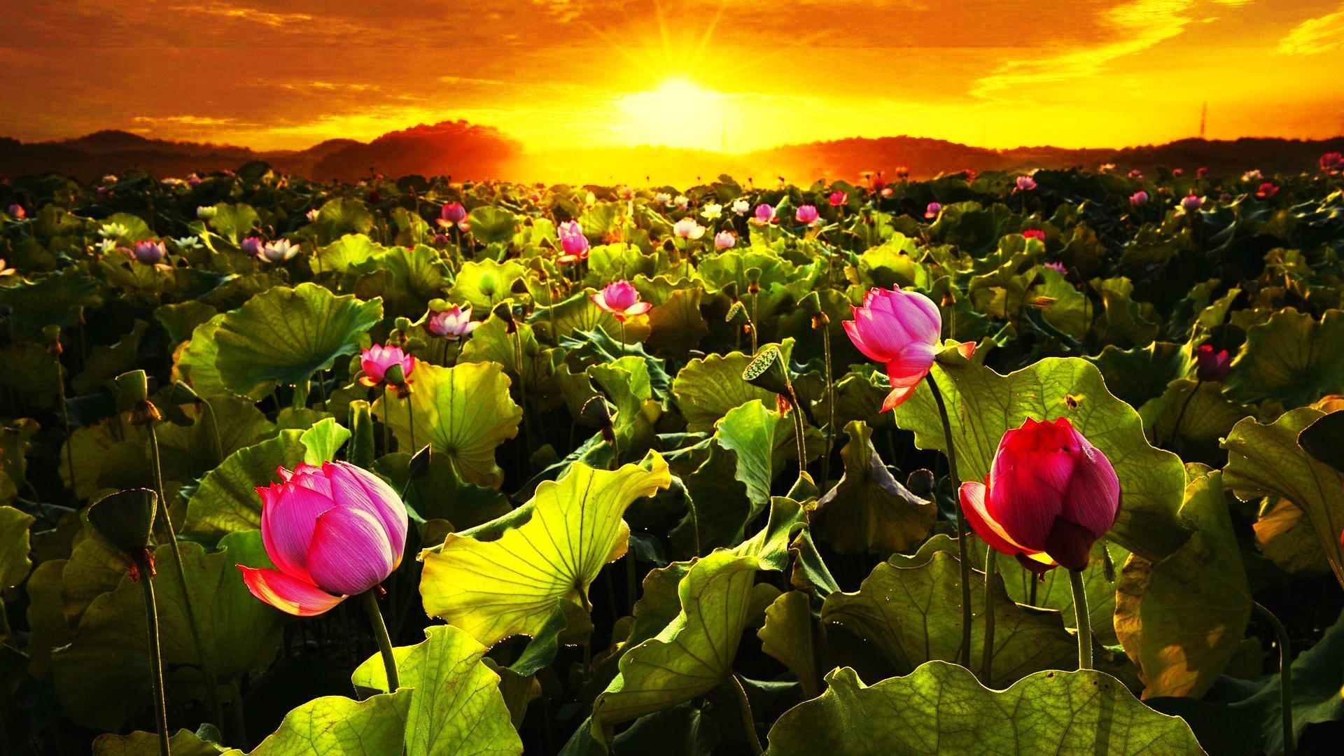 glow, sun, dazzling, golden, sunlight, nature, sunrise, morning, field, meadow, HD Wallpaper