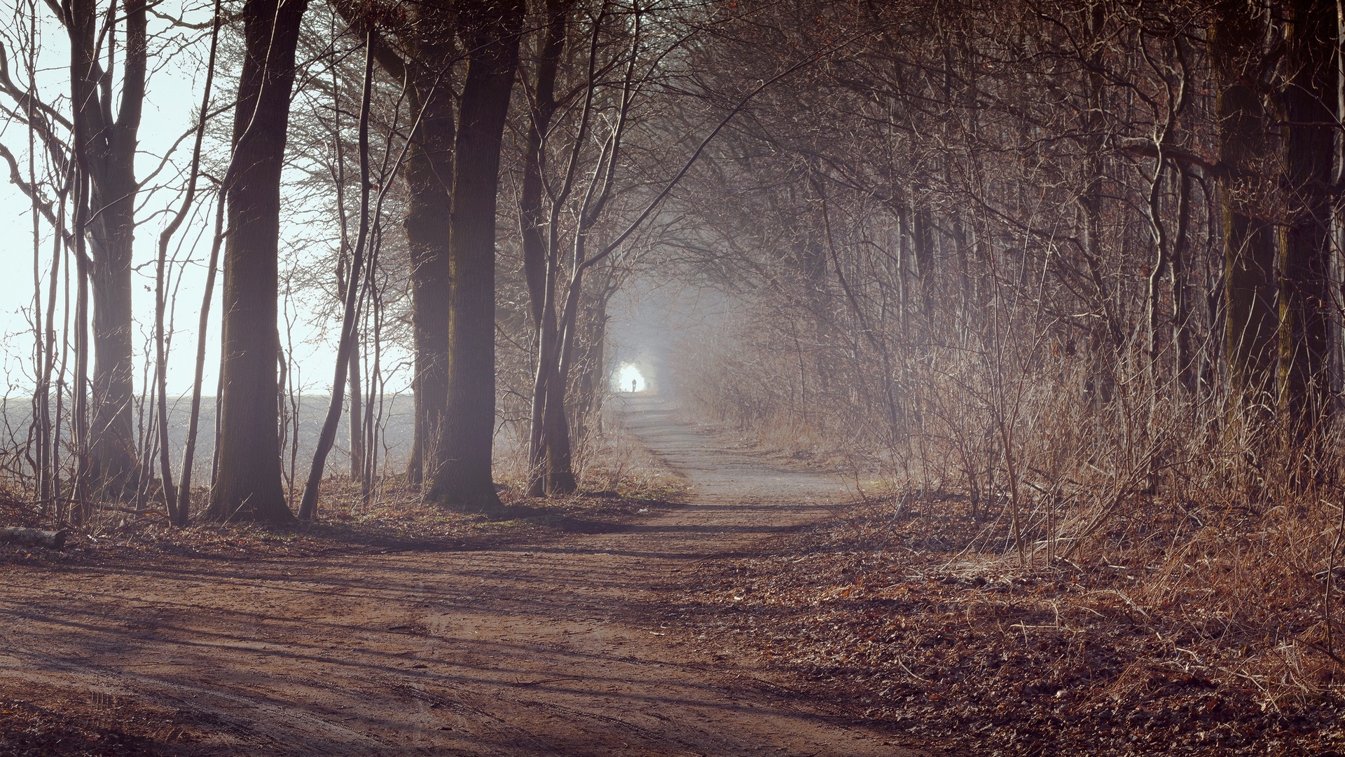 forest, foggy, photo manipulation, trees, leaves, purple, plants, dirt, path, nature, road, wood, HD Wallpaper