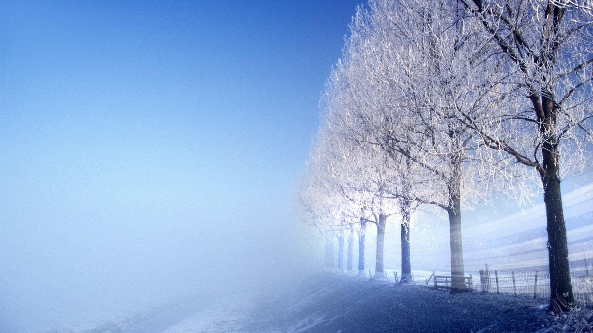 nature, trees, snow, winter, HD Wallpaper
