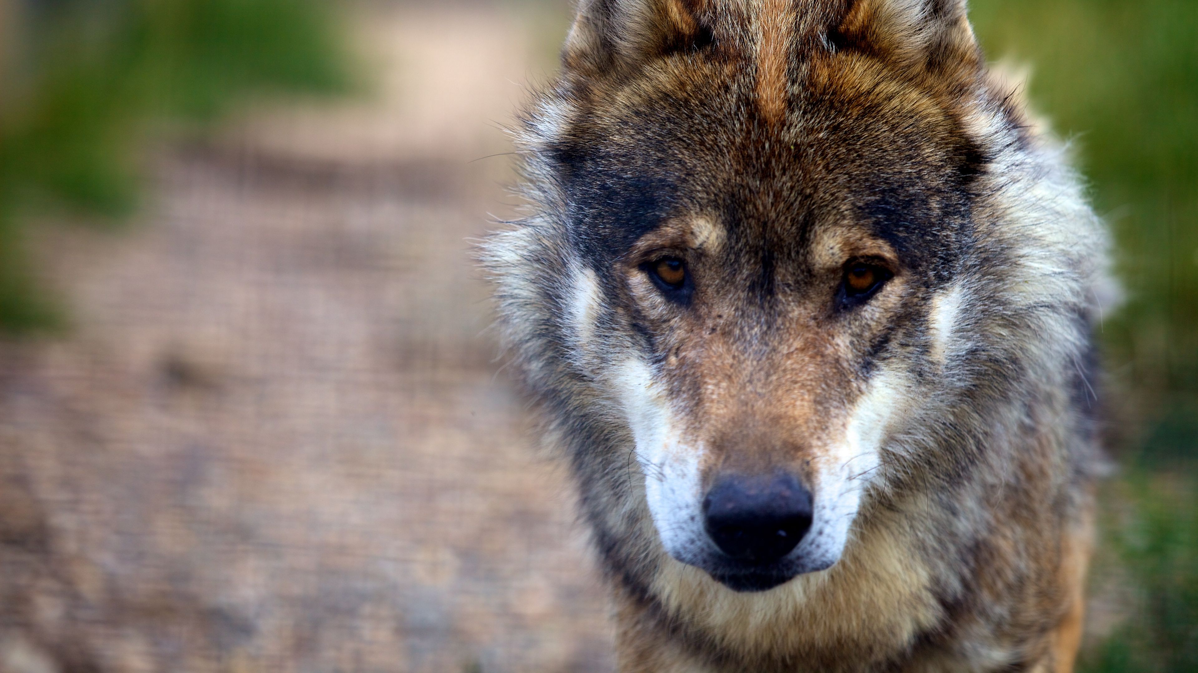 wolf, predator, dog, sadness, 4k, HD Wallpaper