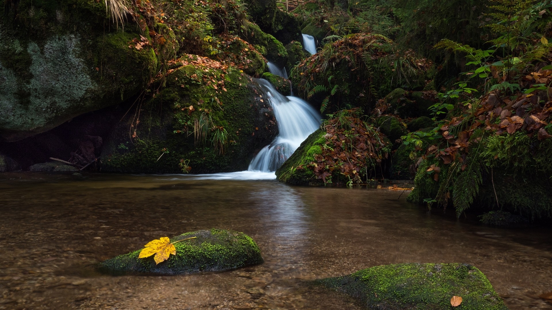 moss, tree, nature, stream, HD Wallpaper