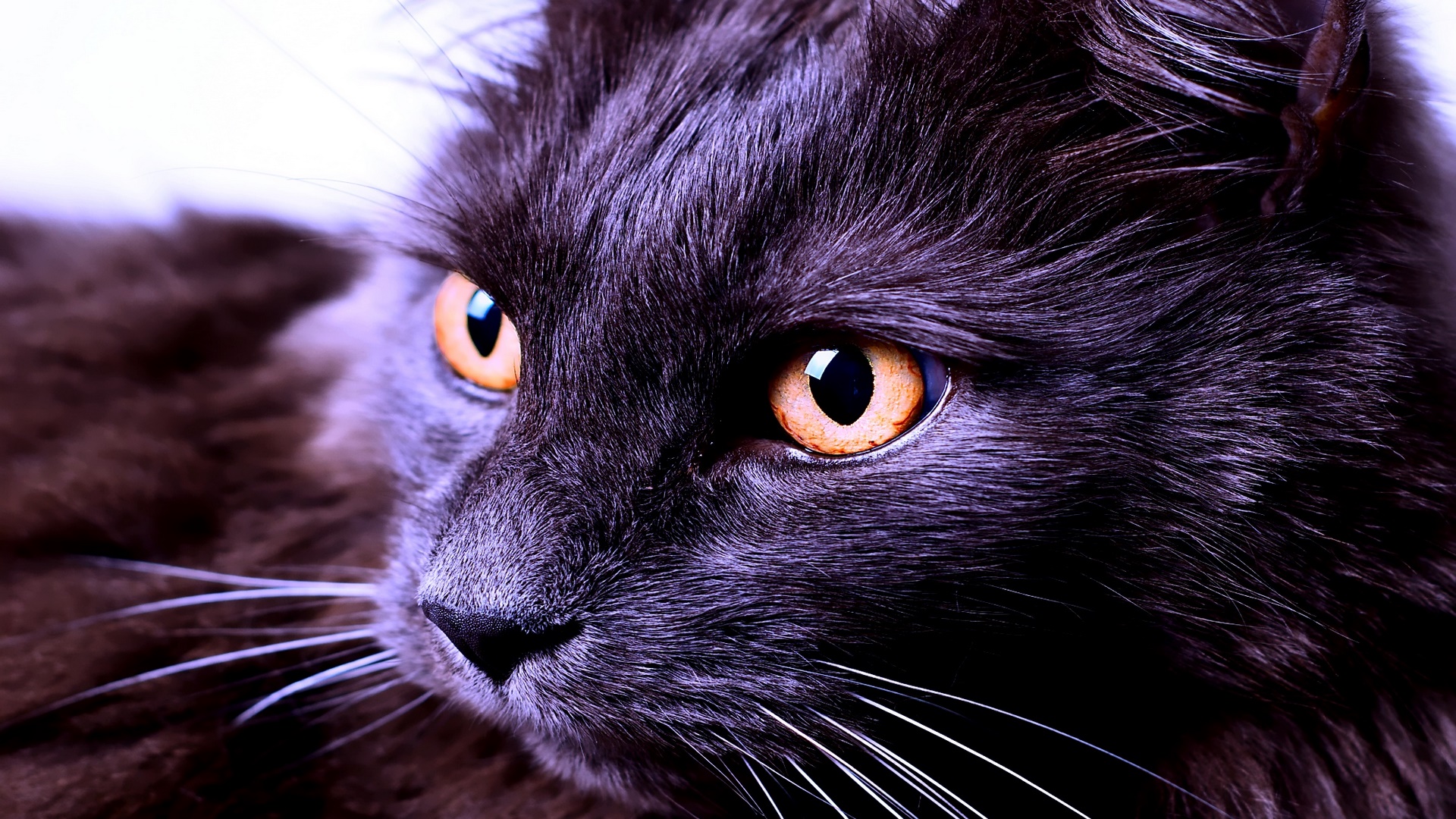 warm, caring, love, beauty, cat, HD Wallpaper