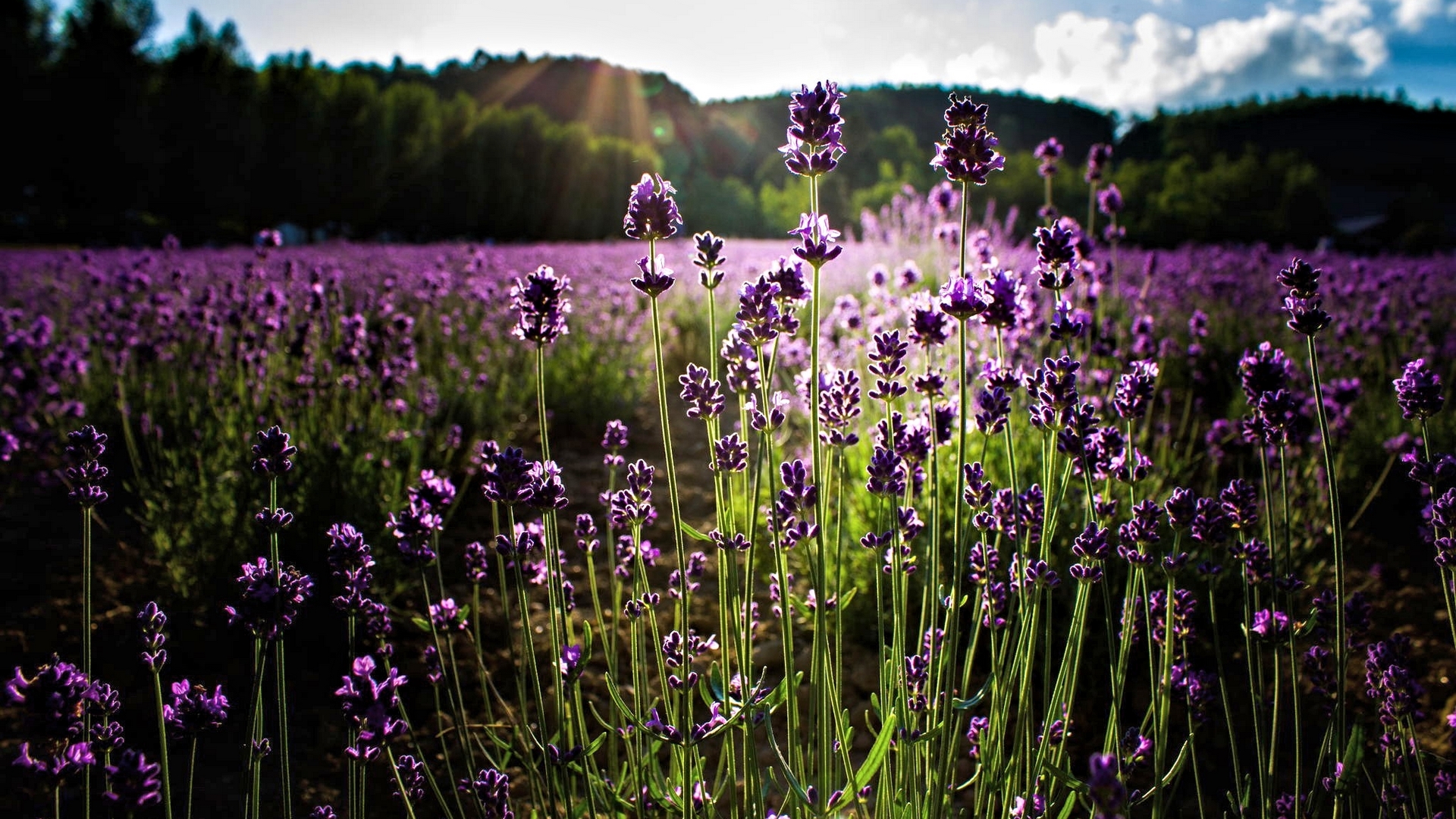 lavender, field, sun, nature, HD Wallpaper