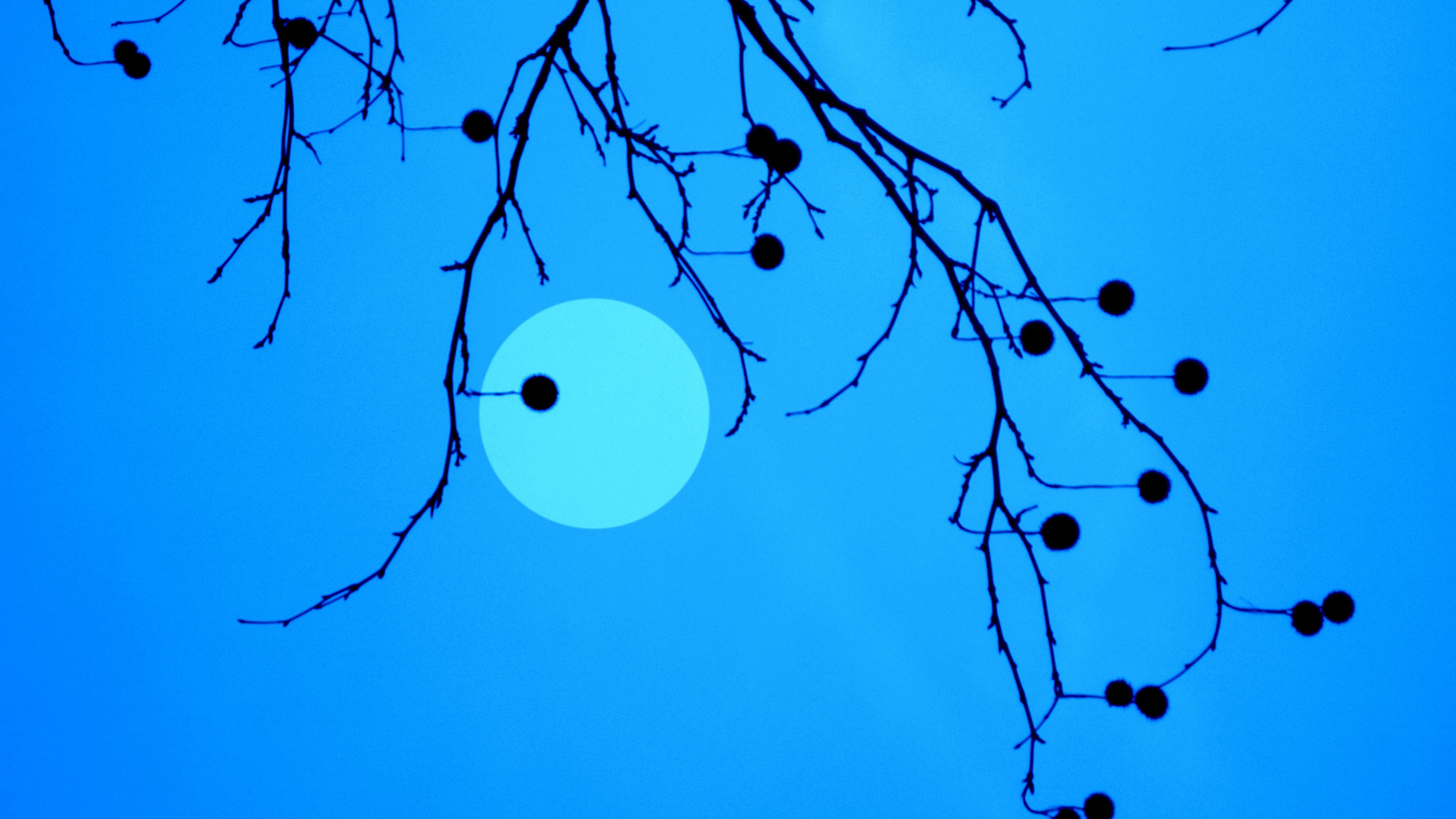 moon, branches, fruits, 4k, HD Wallpaper