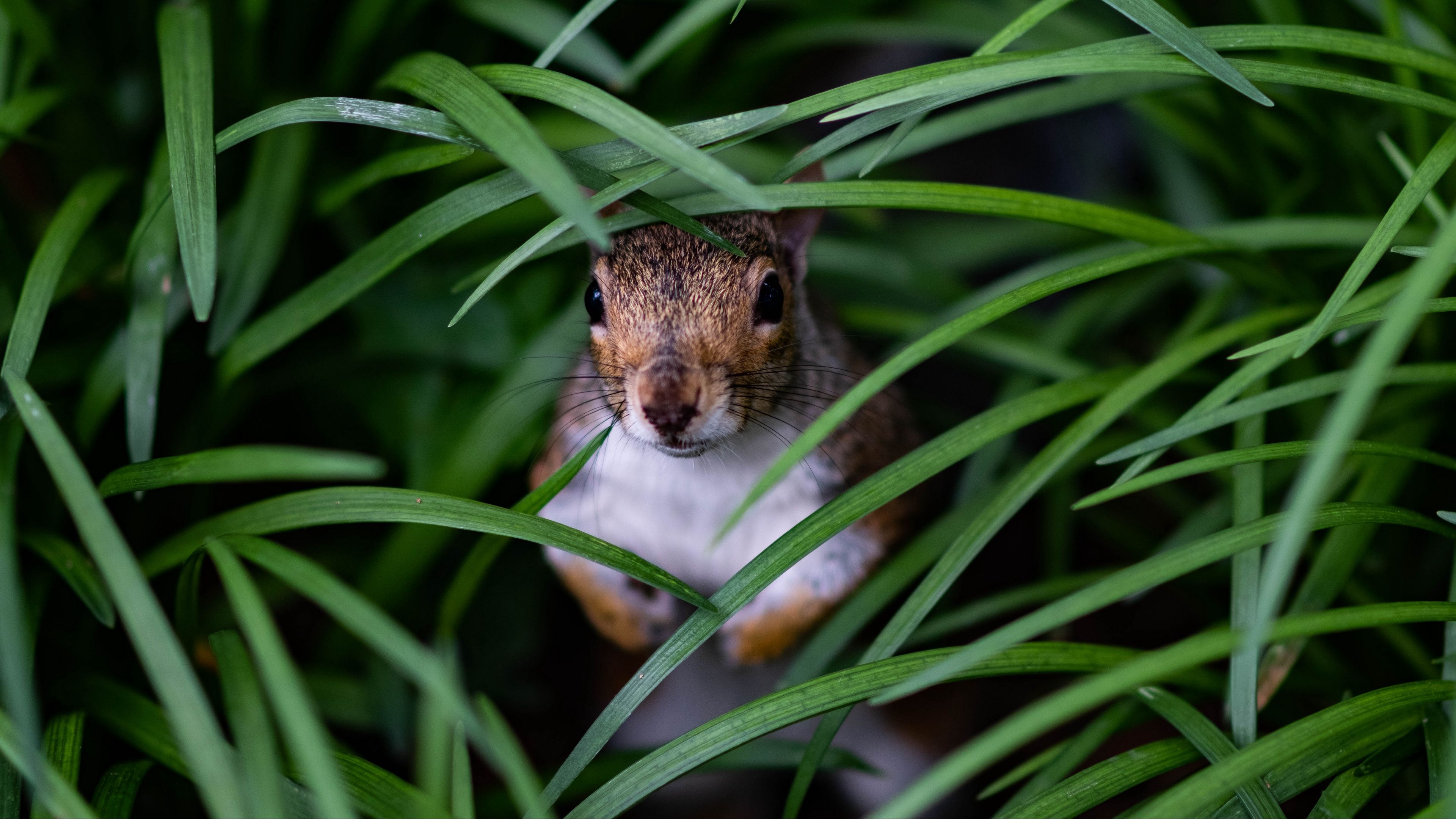 squirrel, look out, hide, grass, 4k, HD Wallpaper
