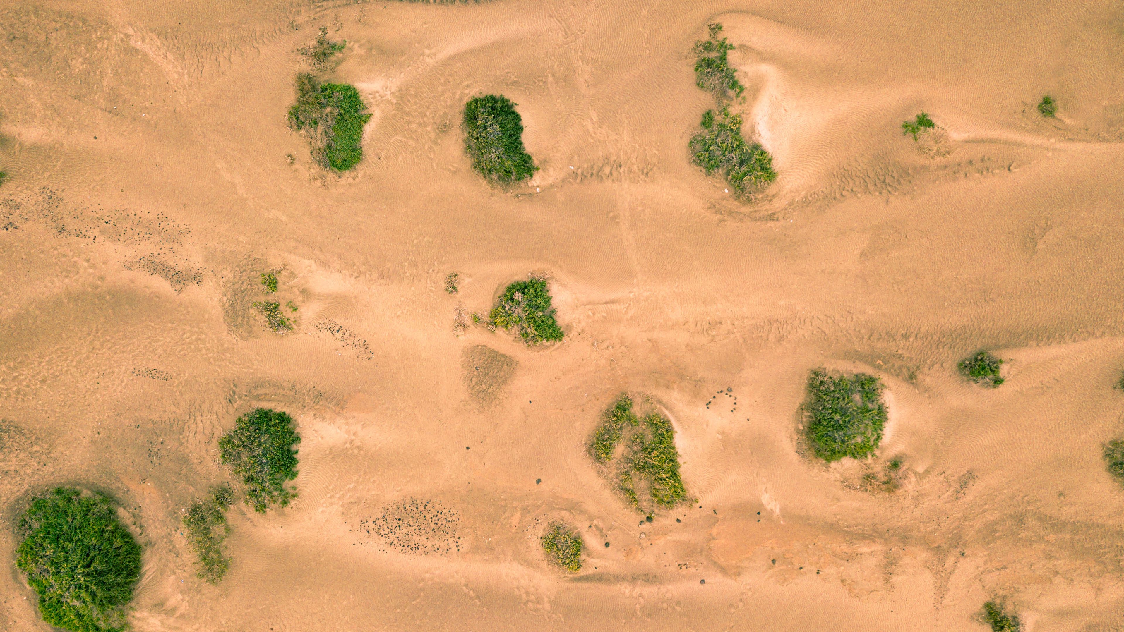 sand, desert, dunes, vegetation, 4k, HD Wallpaper