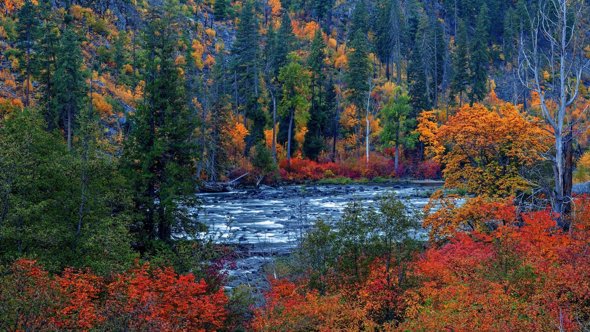 fall, forest, rocks, water, river, trees, autumn, HD Wallpaper