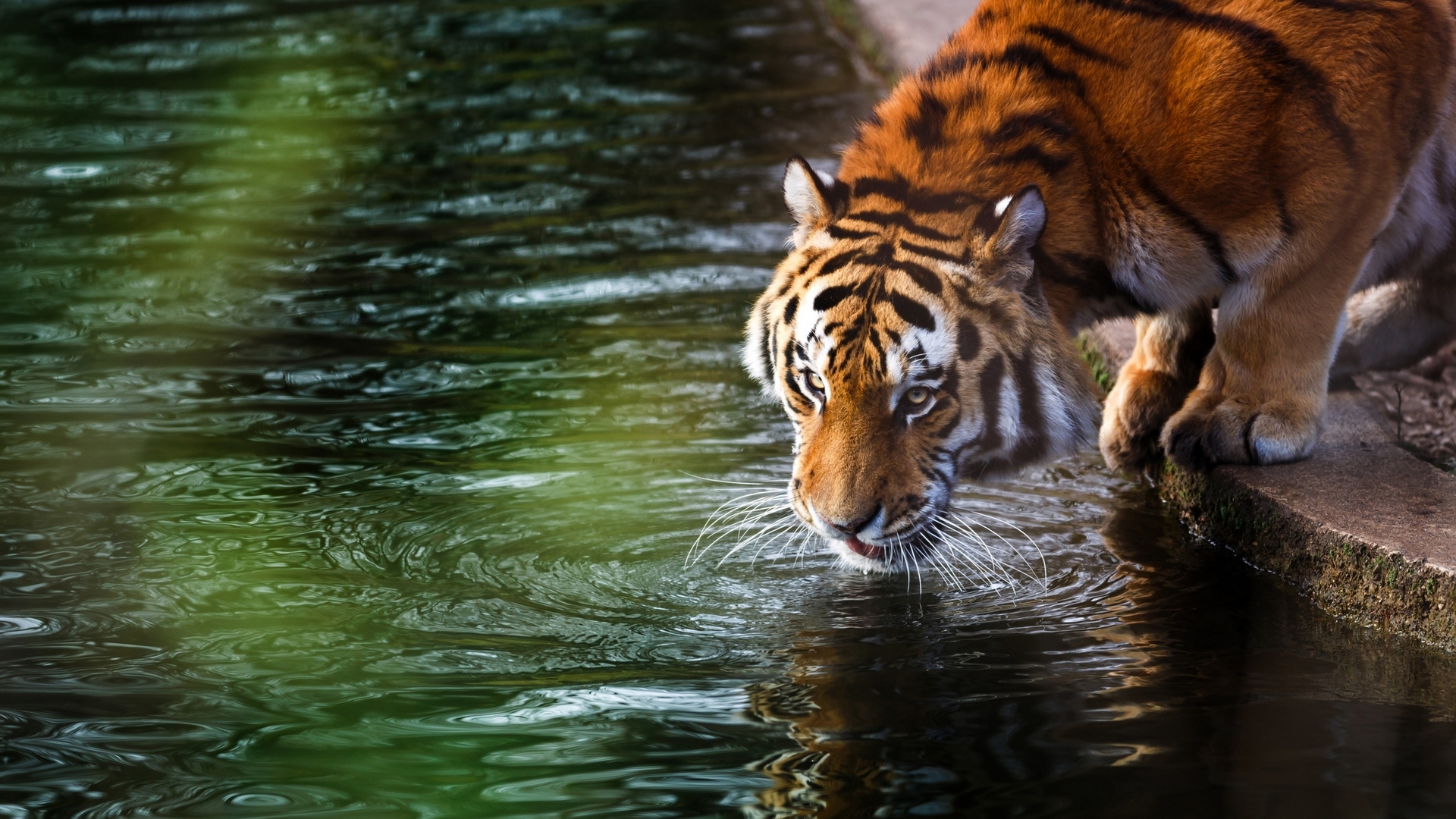 water, green, orange, tiger, animal, HD Wallpaper