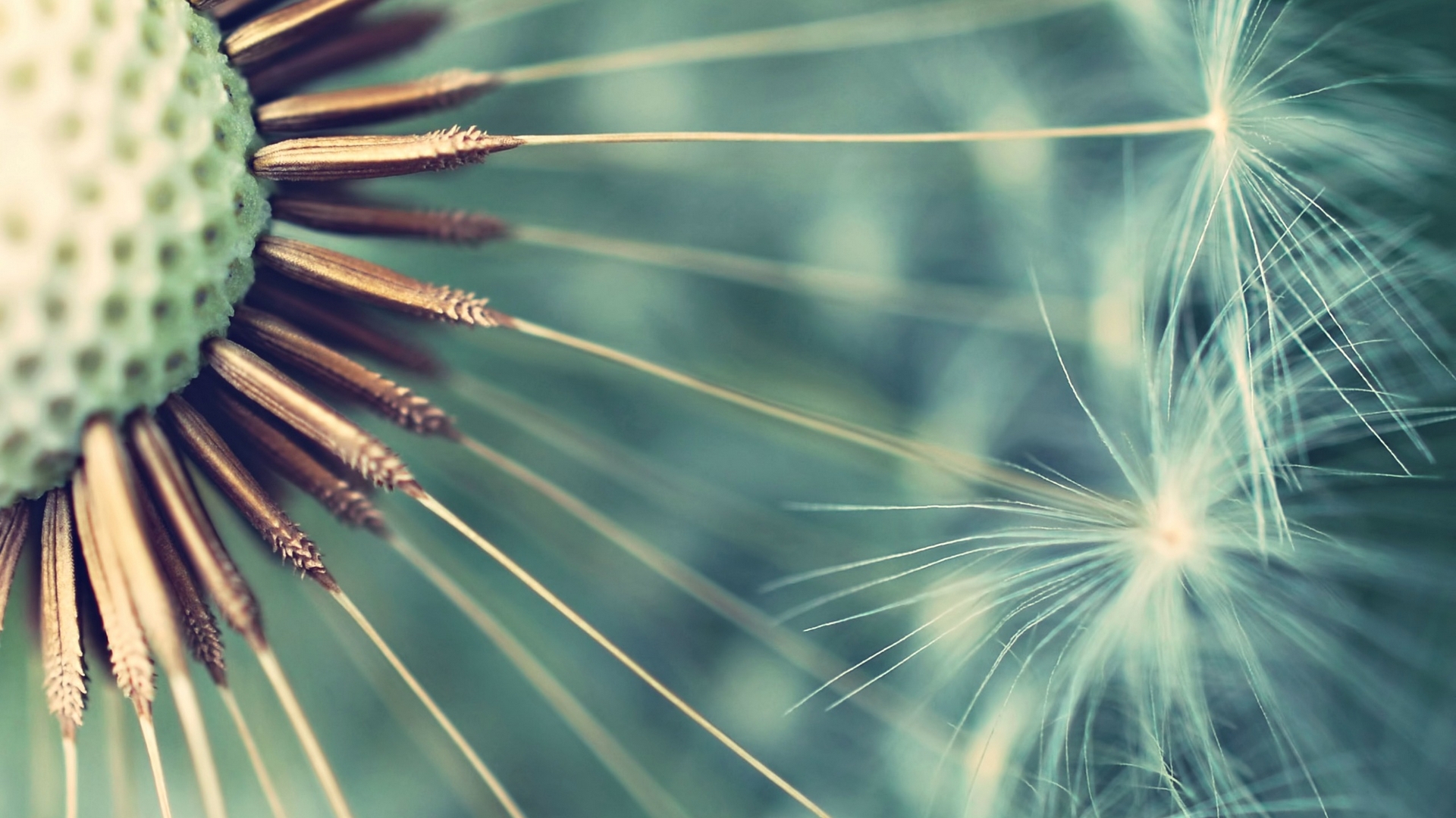dandelion, macro, texture, white, blue, HD Wallpaper