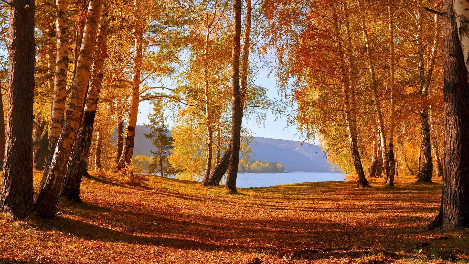 lake, trees, autumn, failing leaves, HD Wallpaper