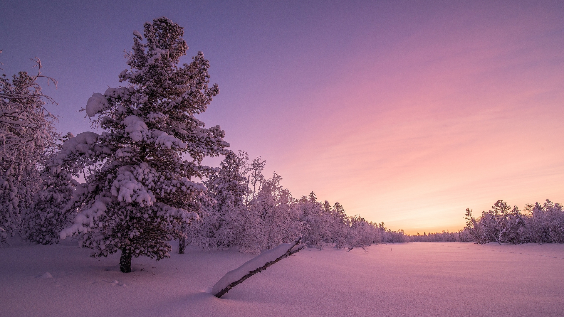 holidays, christmas, frosty, sunrise, eve, HD Wallpaper