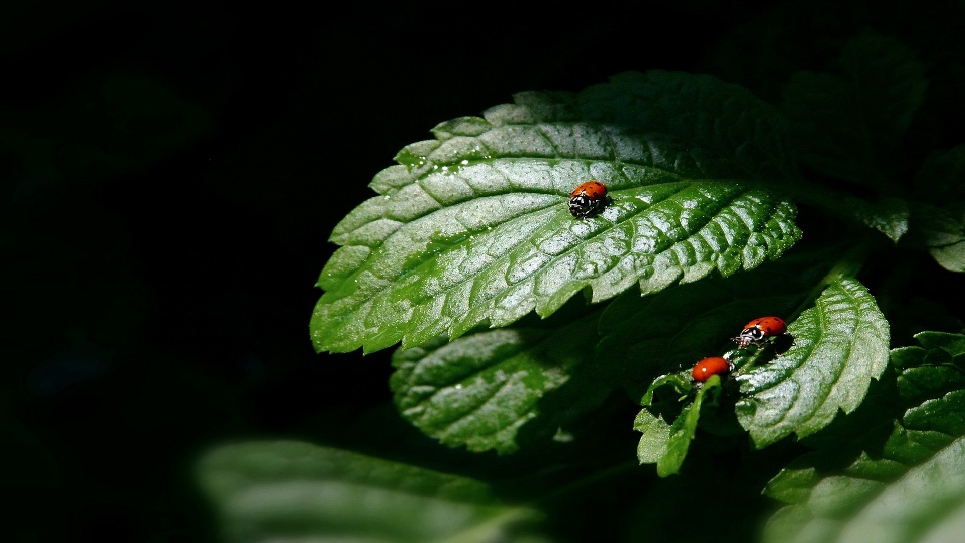 nature, leaves, ladybird, HD Wallpaper