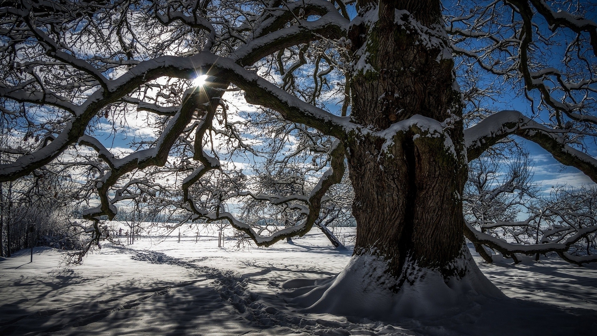 tree, sun, nature, winter, HD Wallpaper