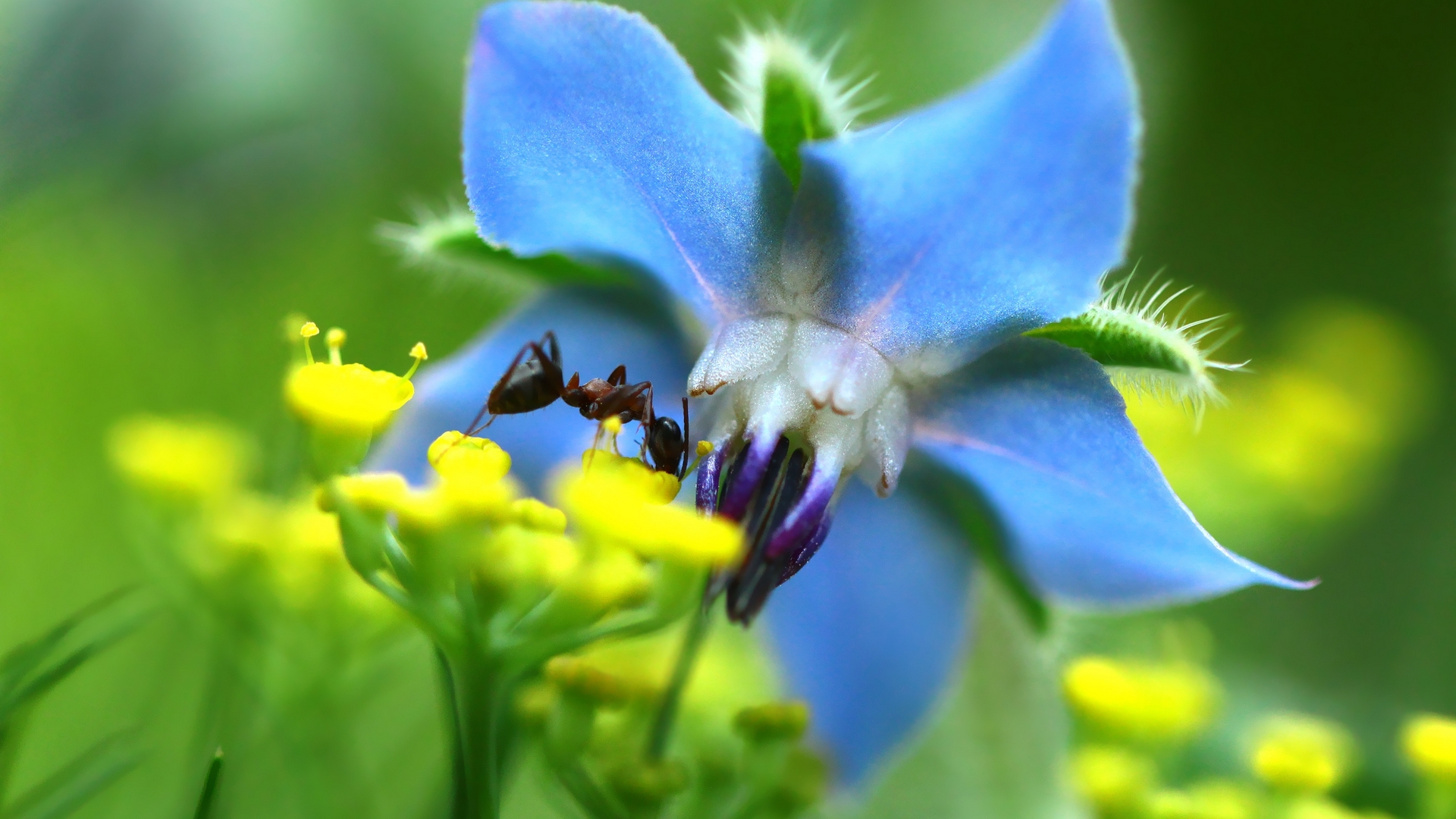 grazyna, nowotna, flower, nature, blue, HD Wallpaper