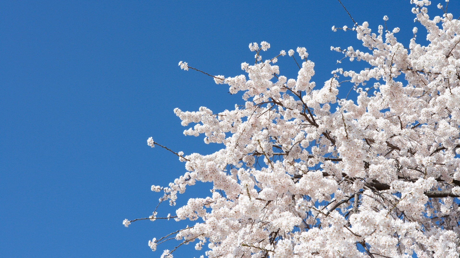 tree, spring, white, blue, HD Wallpaper