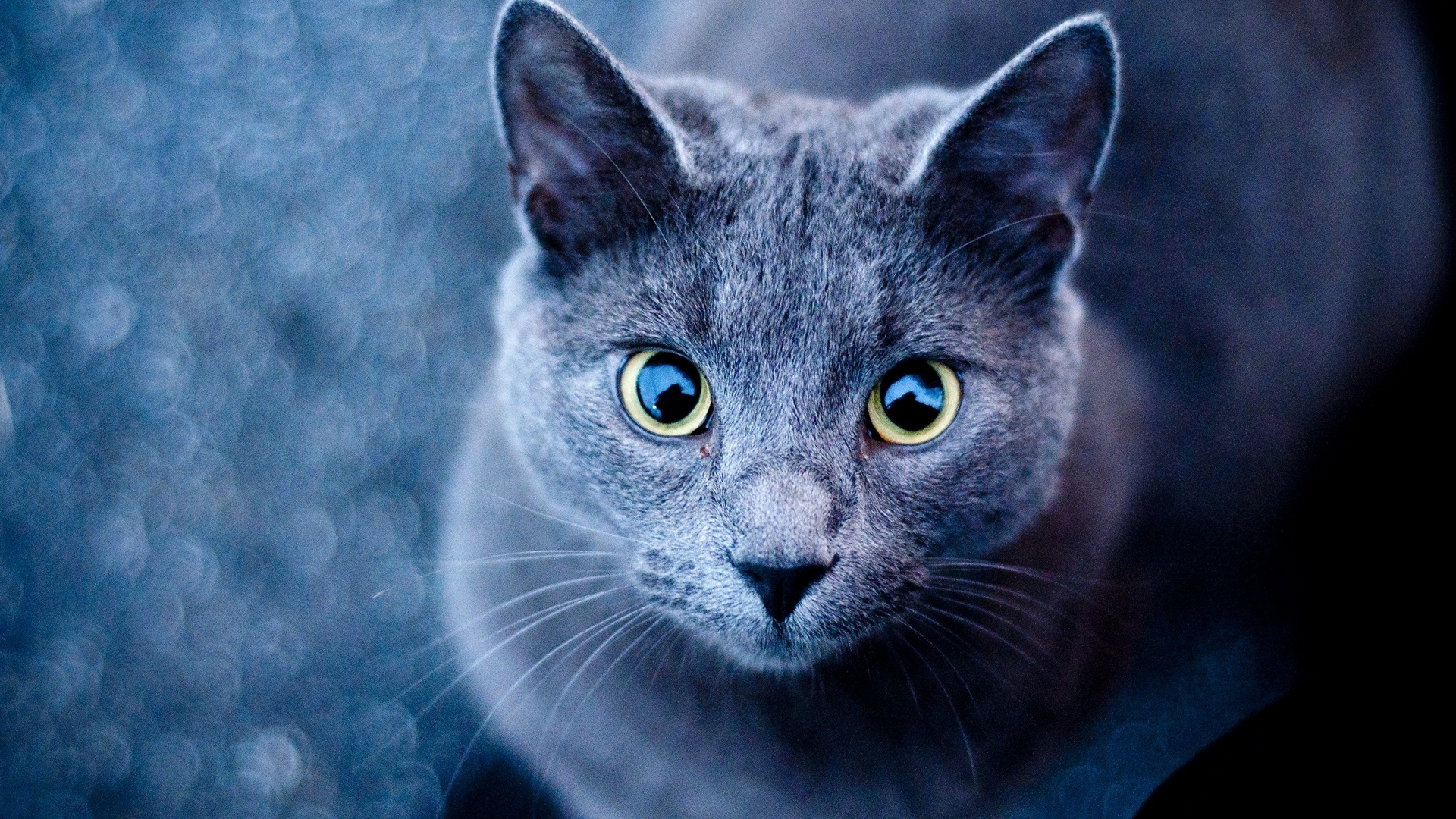 cute, look, cat, animal, HD Wallpaper