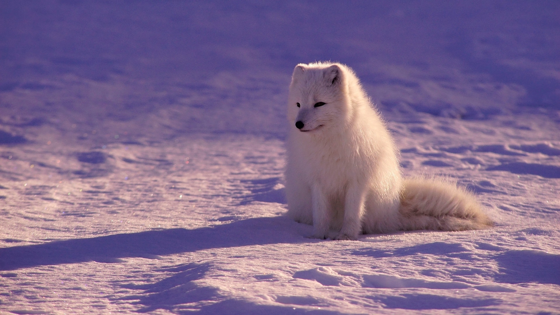 fox, snow, winter, animal, HD Wallpaper
