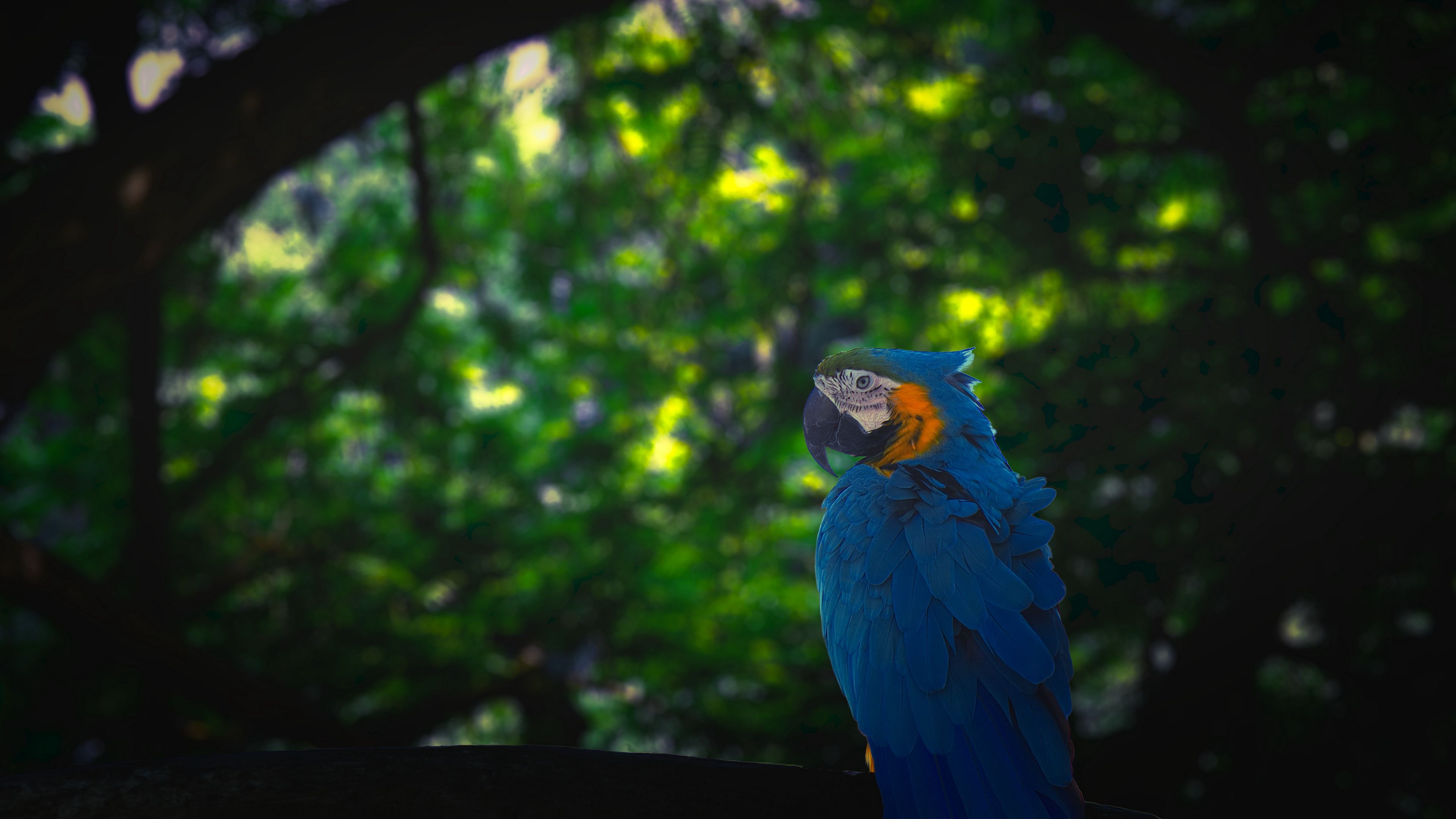 macaw, parrot, bird, jungle, 4k, HD Wallpaper
