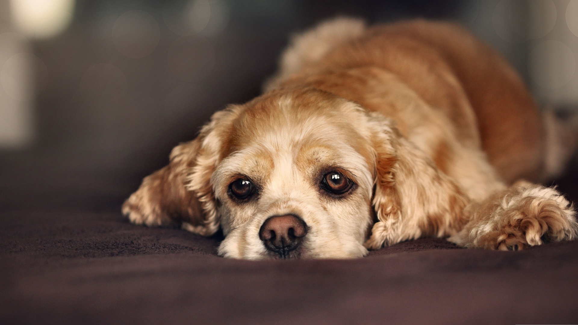 photo, cocker spaniel, beautiful, pets, canine, animal, photography, wide screen, dogs, HD Wallpaper
