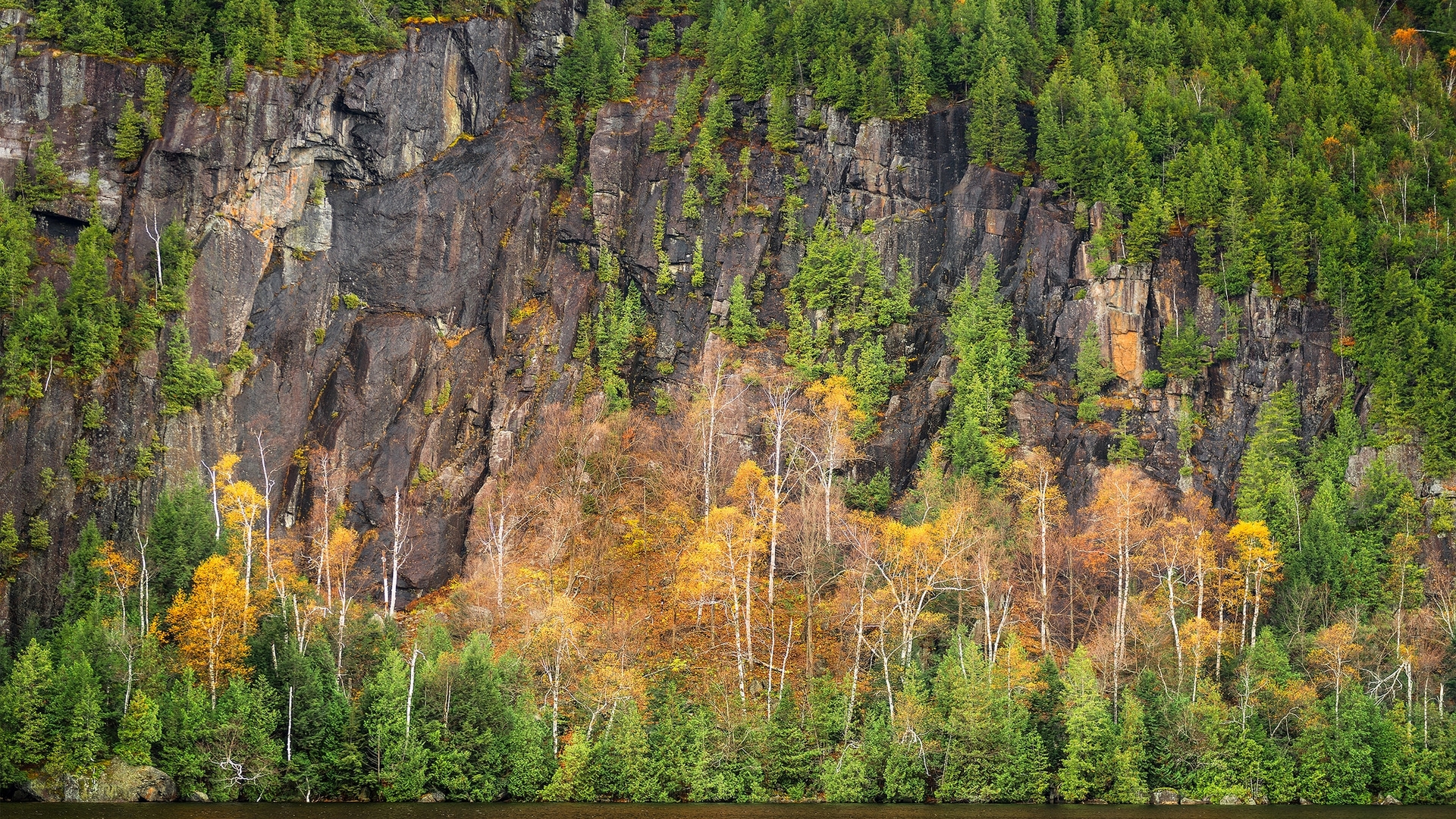 rocks, tree, forest, nature, sky, HD Wallpaper