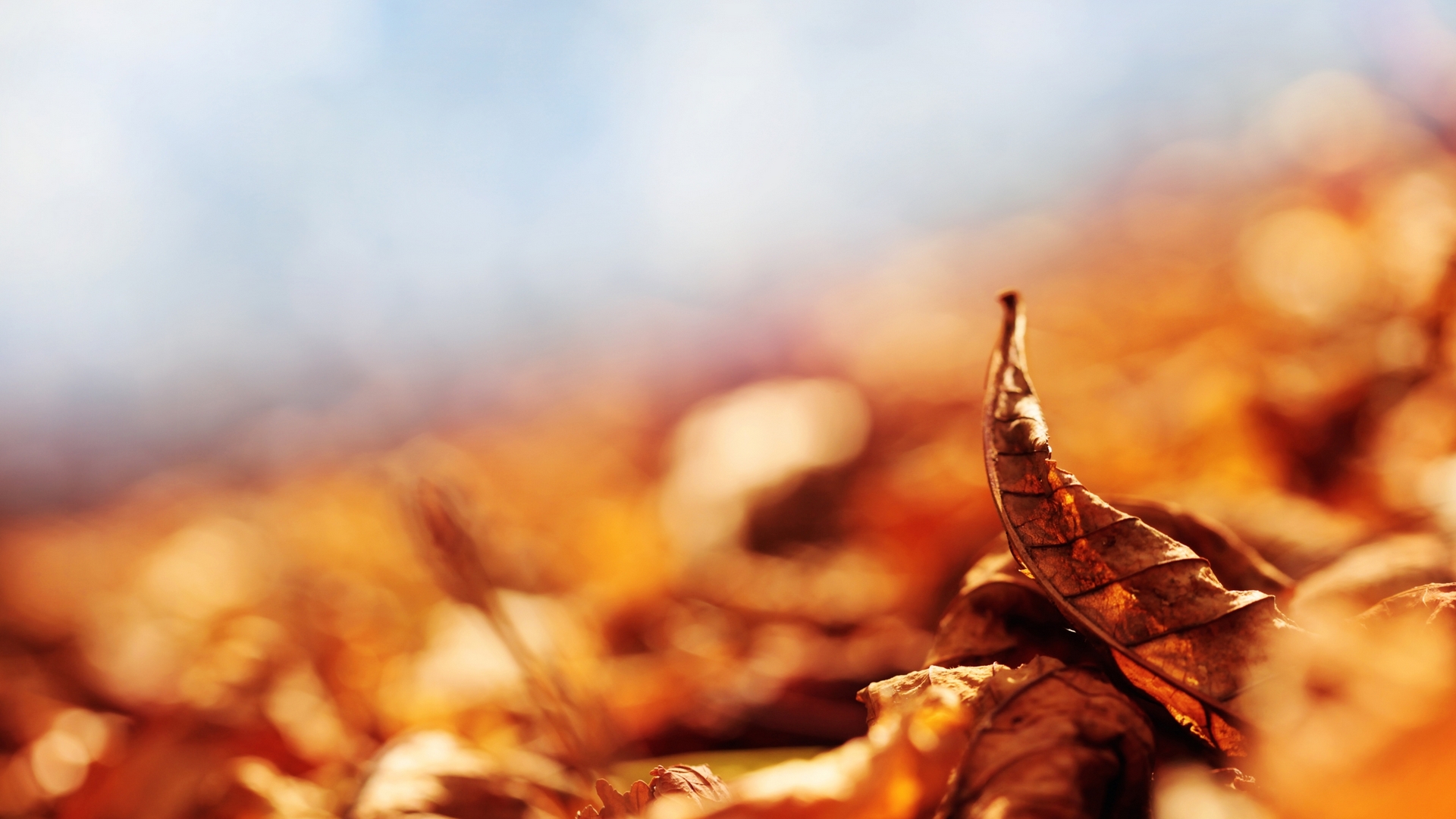 autumn, nice, colourful, times of the year, HD Wallpaper
