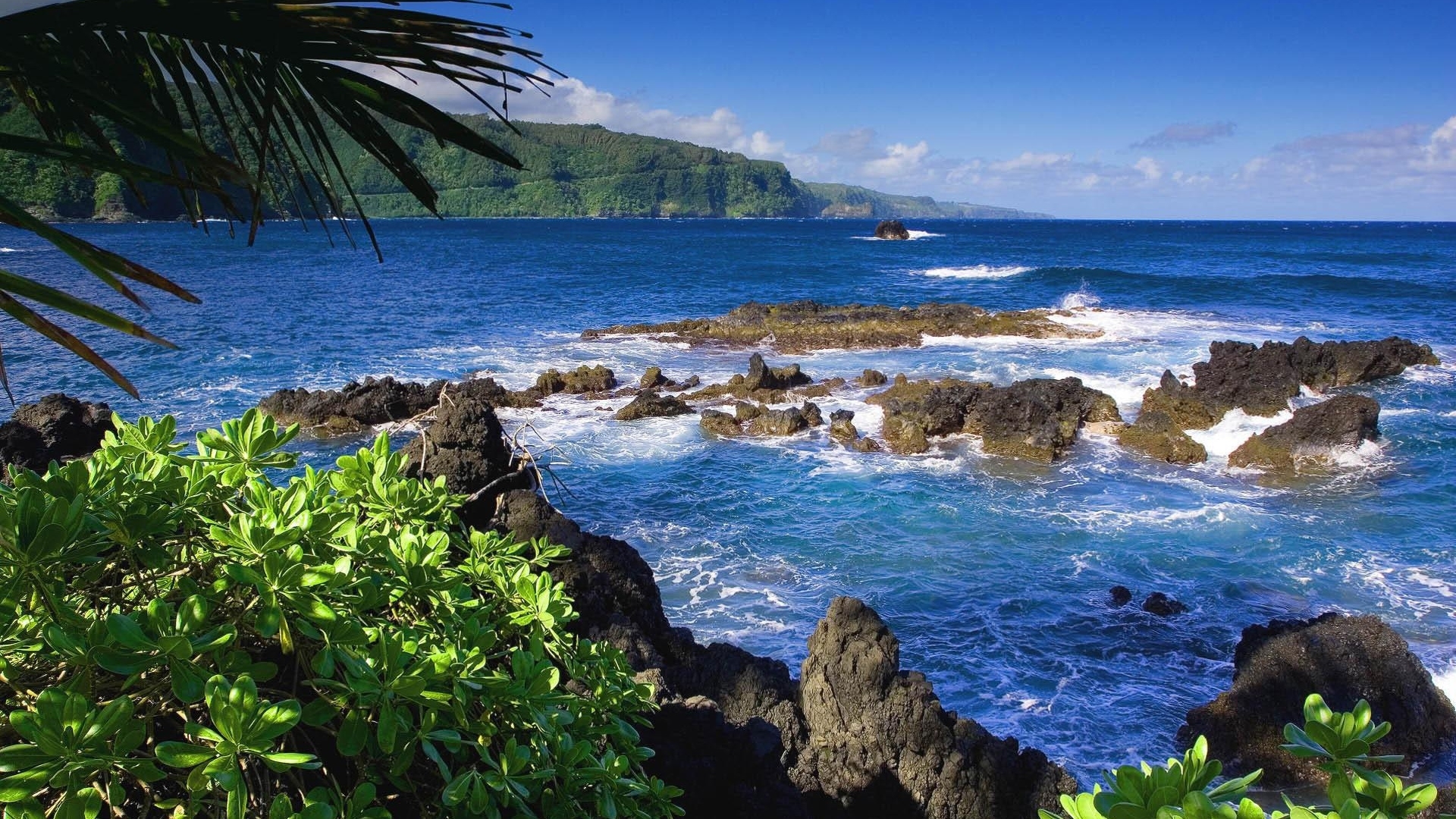 rocks, shore, sea, palms, HD Wallpaper