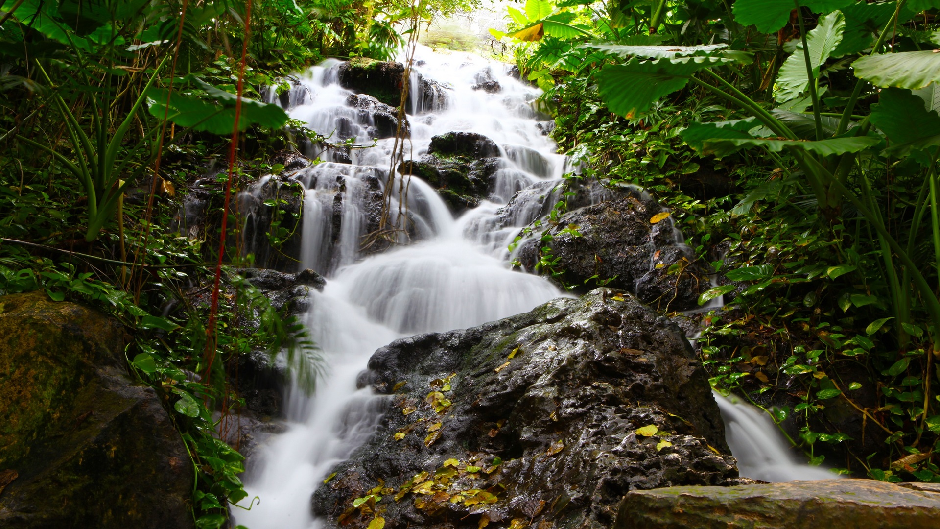 green, serene, jungle, waterfall, nature, beautiful, HD Wallpaper
