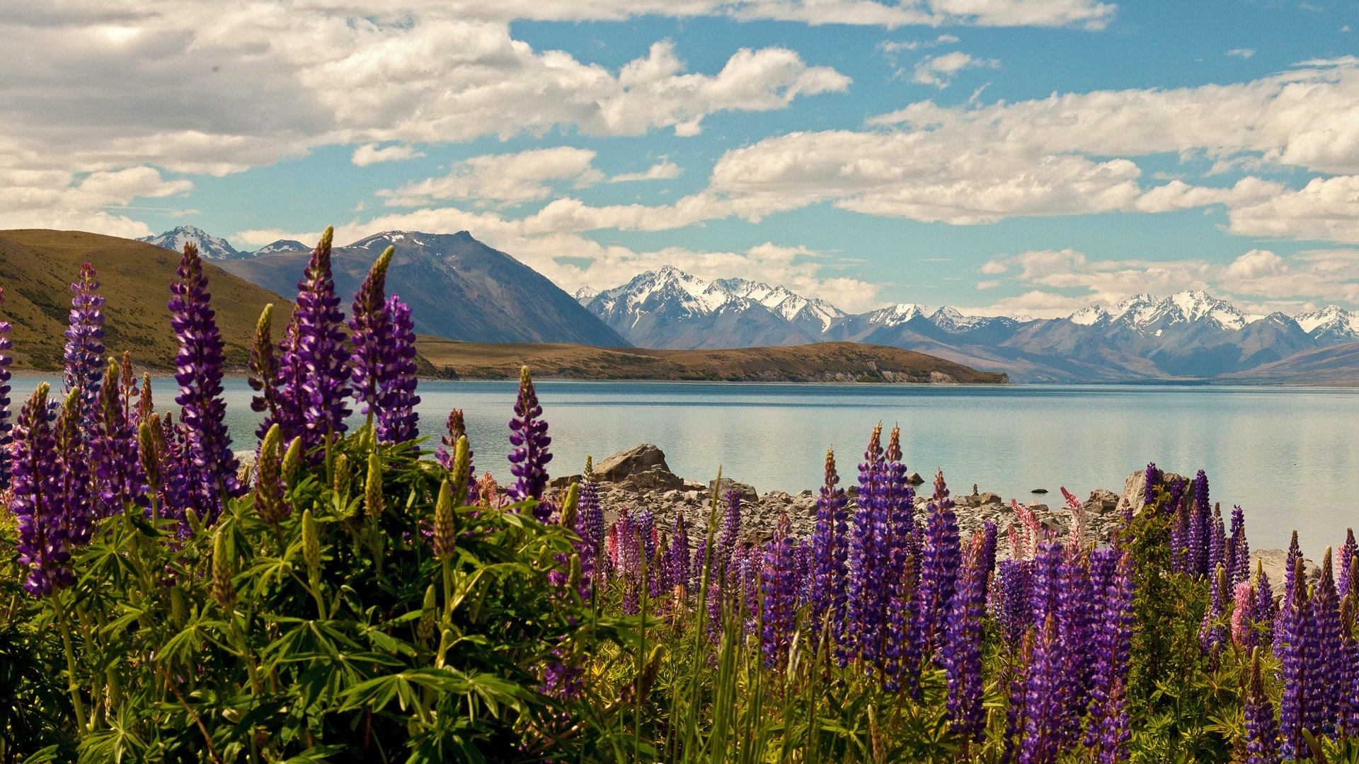 mountains, nature, lake, lavander, field, landscape, HD Wallpaper