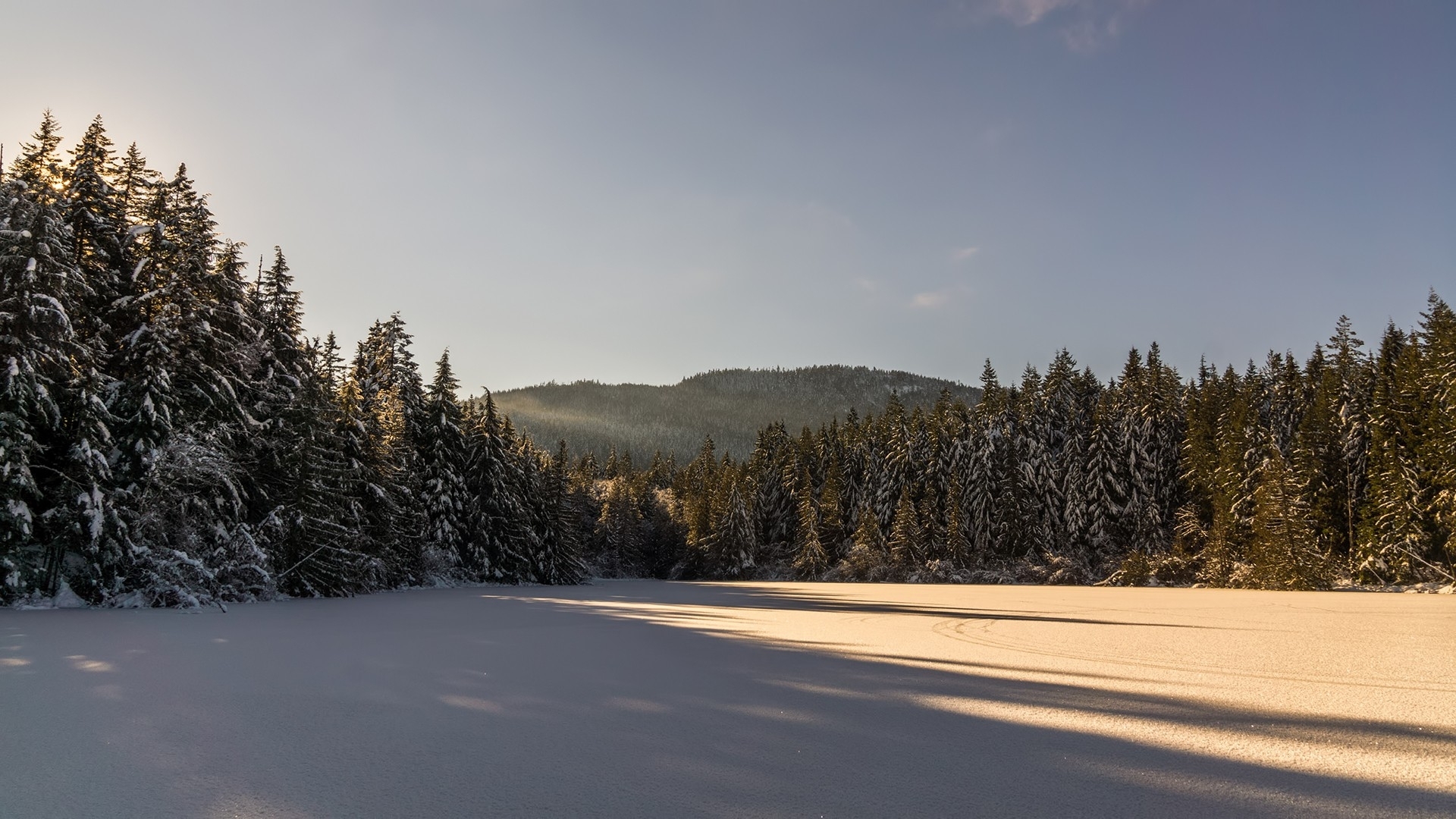 nature, fores, snow, landscape, HD Wallpaper