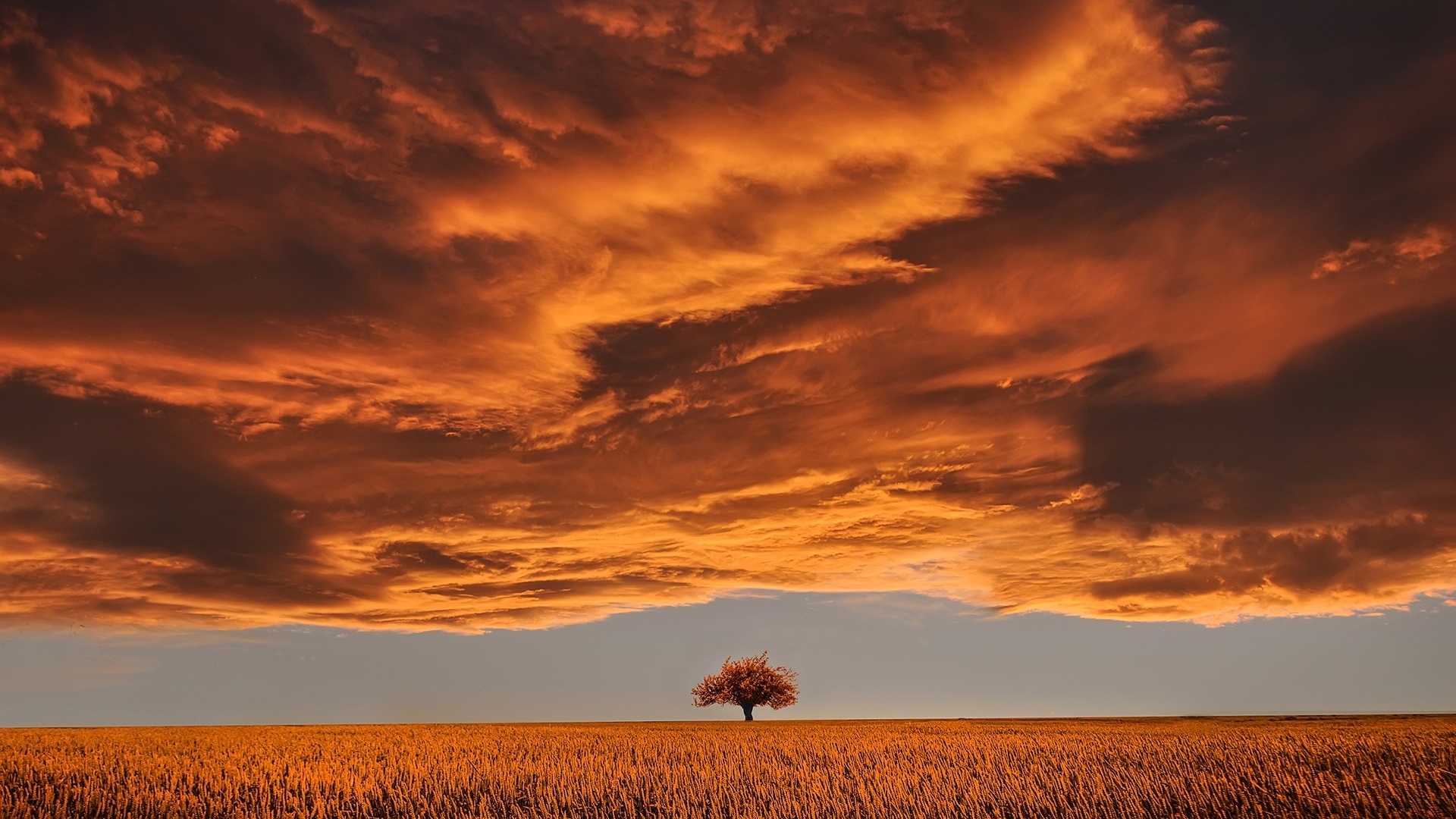tree, cloud, golden, nature, sky, field, HD Wallpaper
