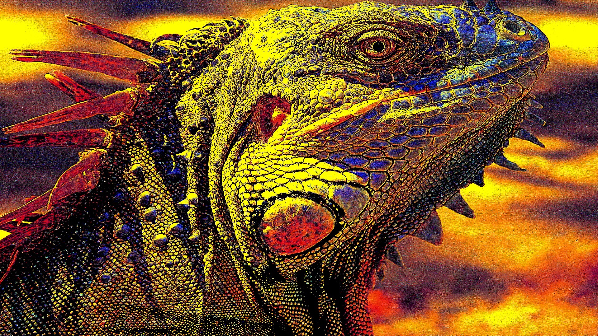 colorful, glow, iguana, reptiles, animal, HD Wallpaper