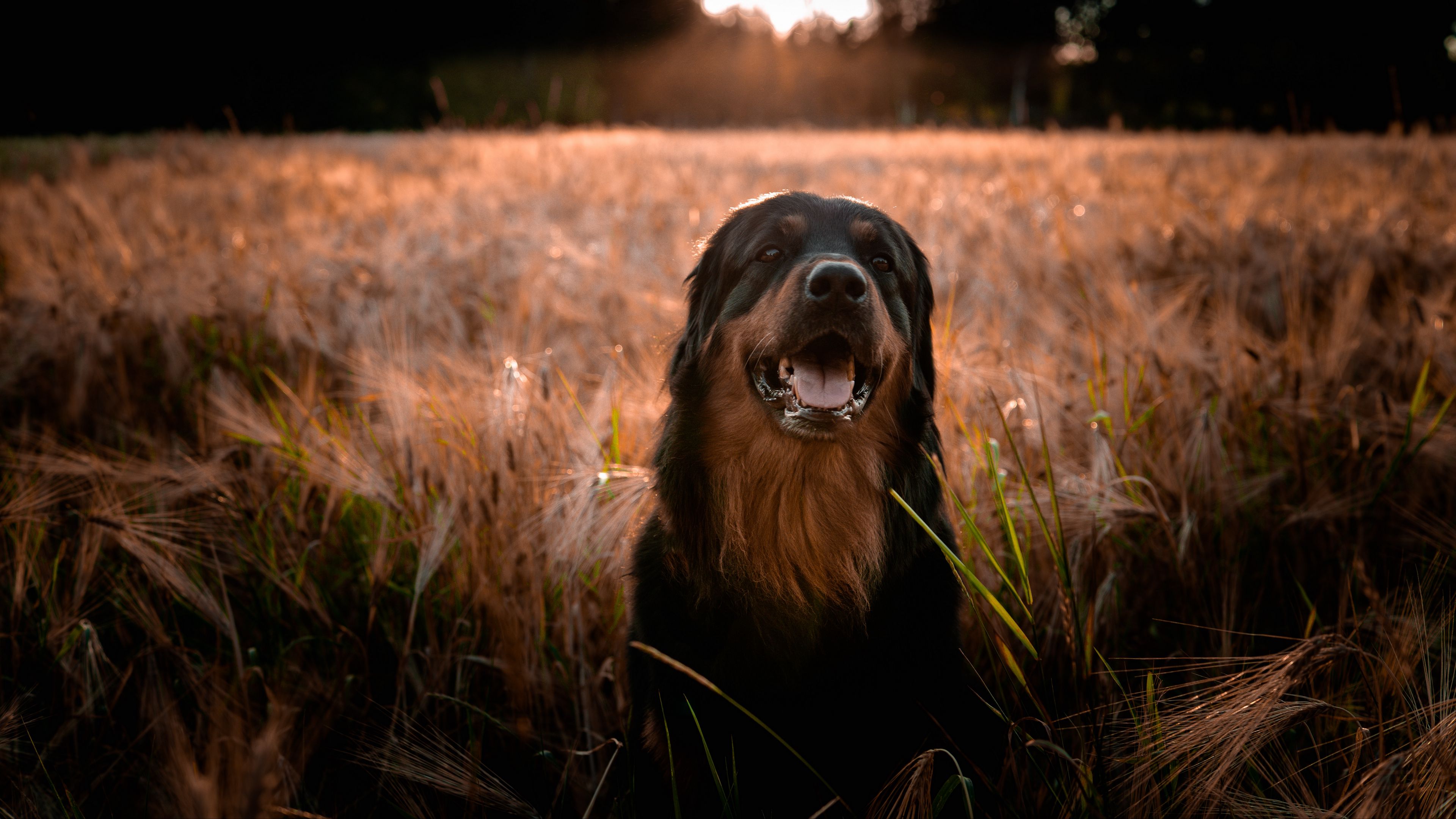 estrela mountain dog, dog, muzzle, 4k, HD Wallpaper