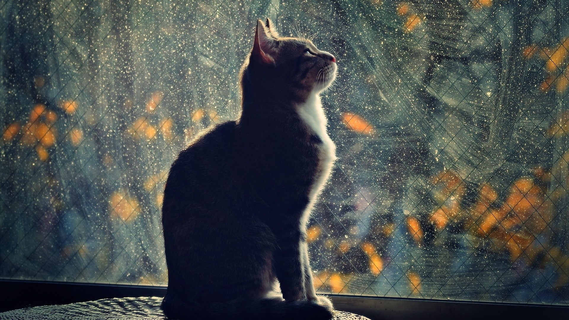 feline, shadow, cat, kitten, animal, HD Wallpaper