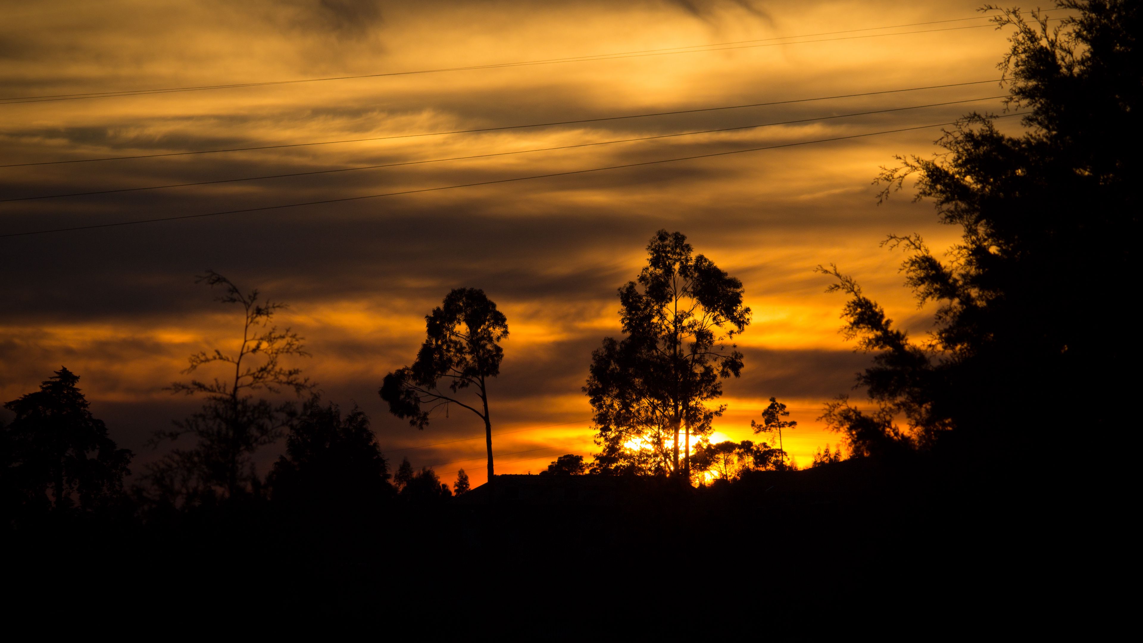trees, sunset, silhouette, 4k, HD Wallpaper