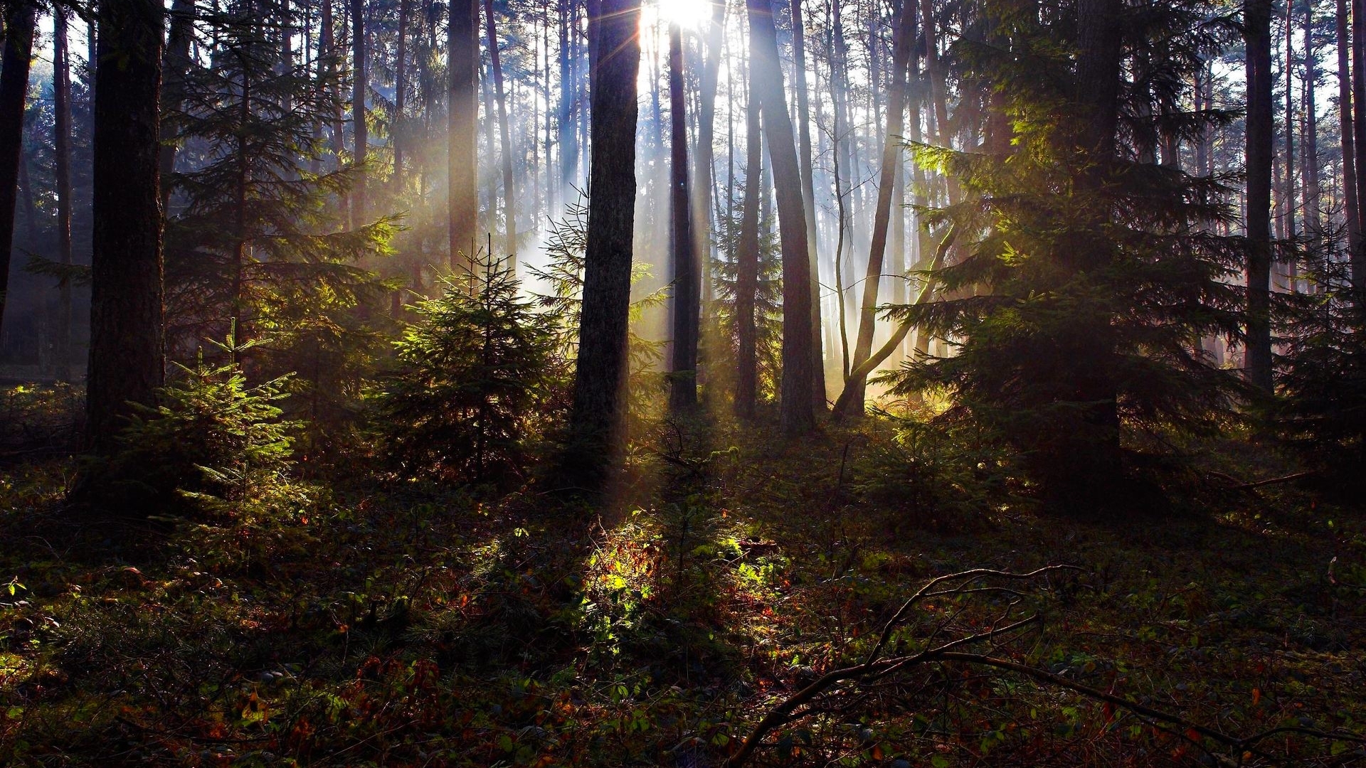 forest, leaves, pine, grass, sun rays, trees, light, spruce, HD Wallpaper