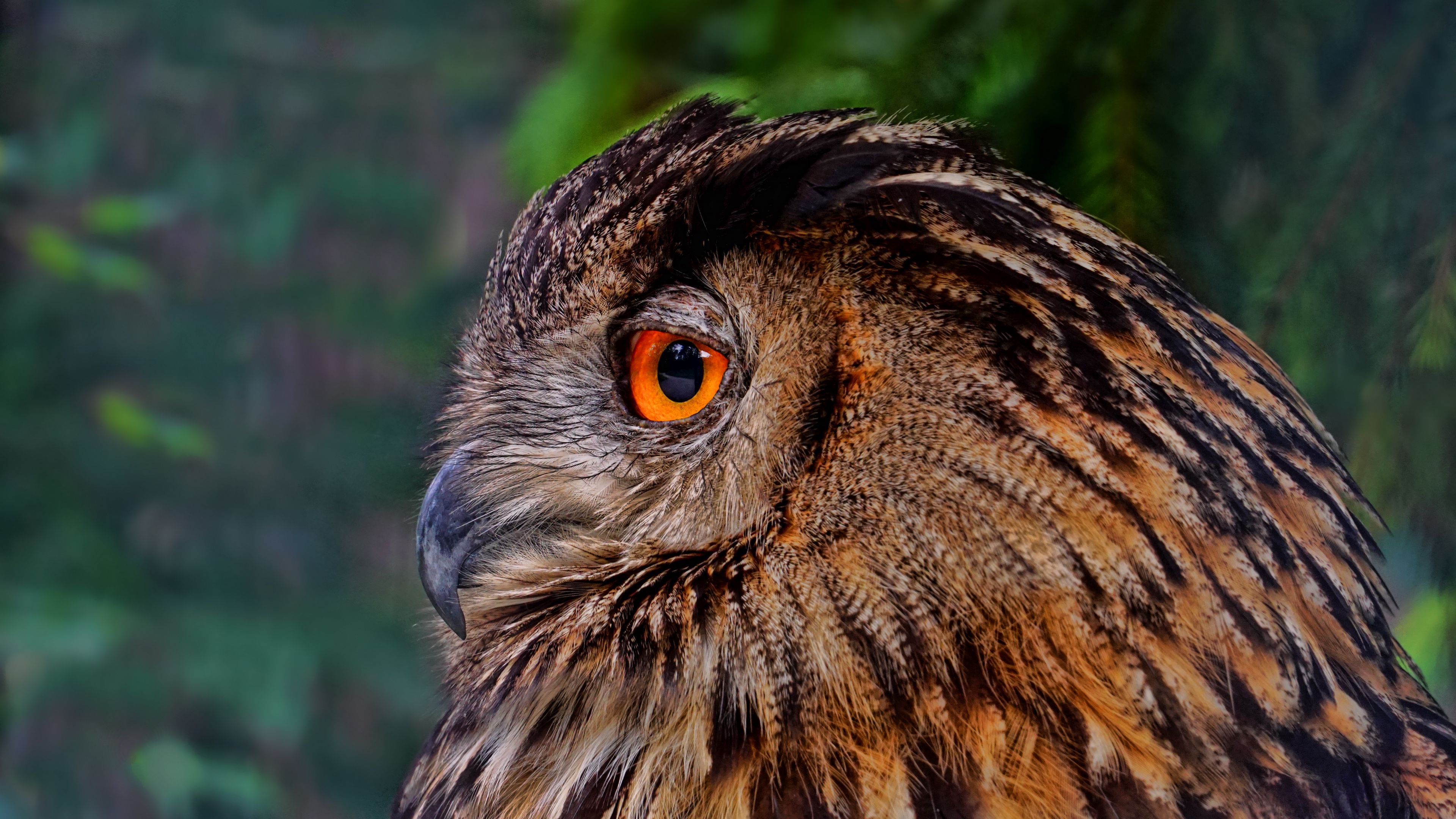 owl, bird, predator, beak, 4k, HD Wallpaper