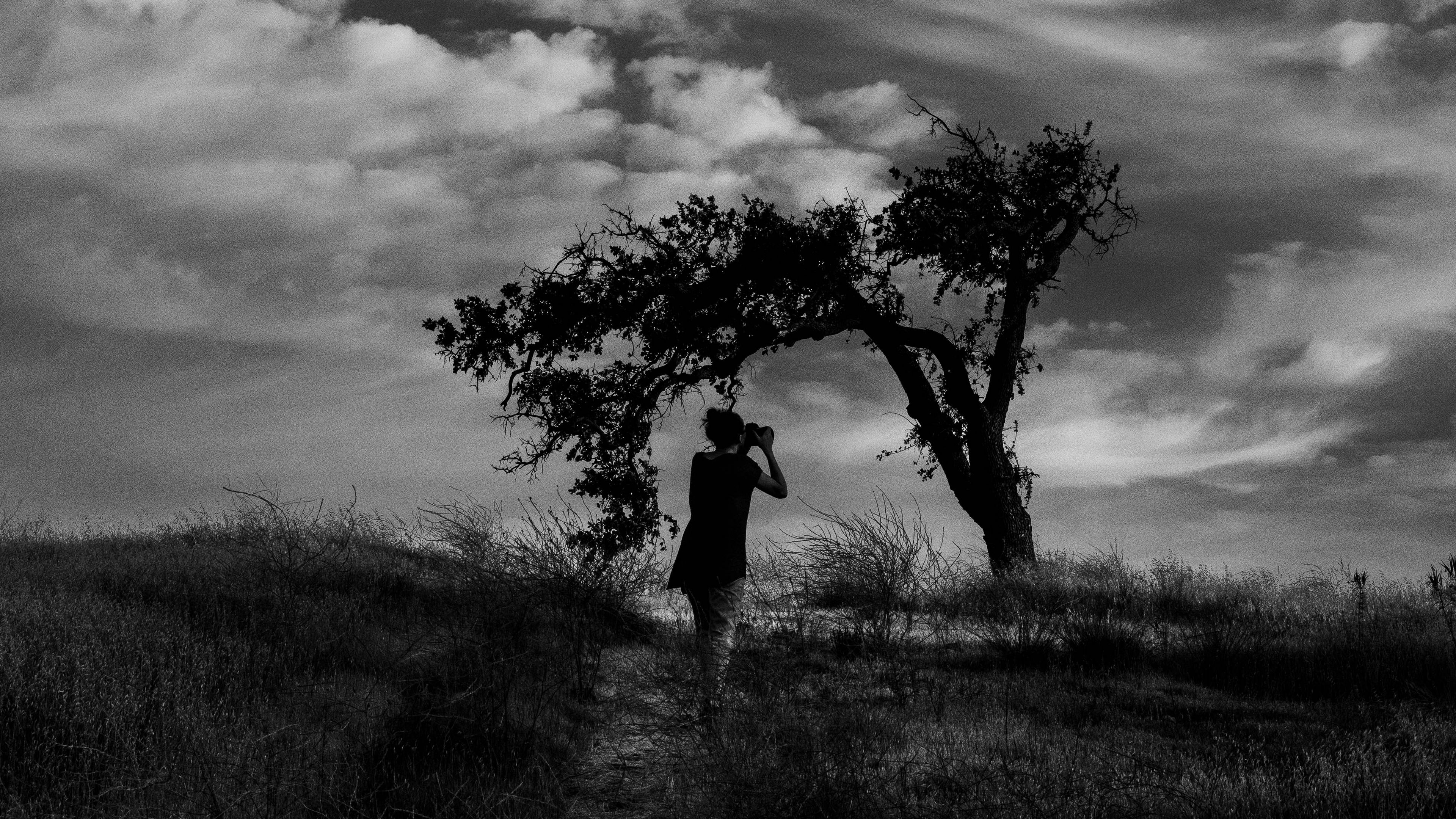 photographer, field, bw, wind, clouds, tree, 4k, HD Wallpaper