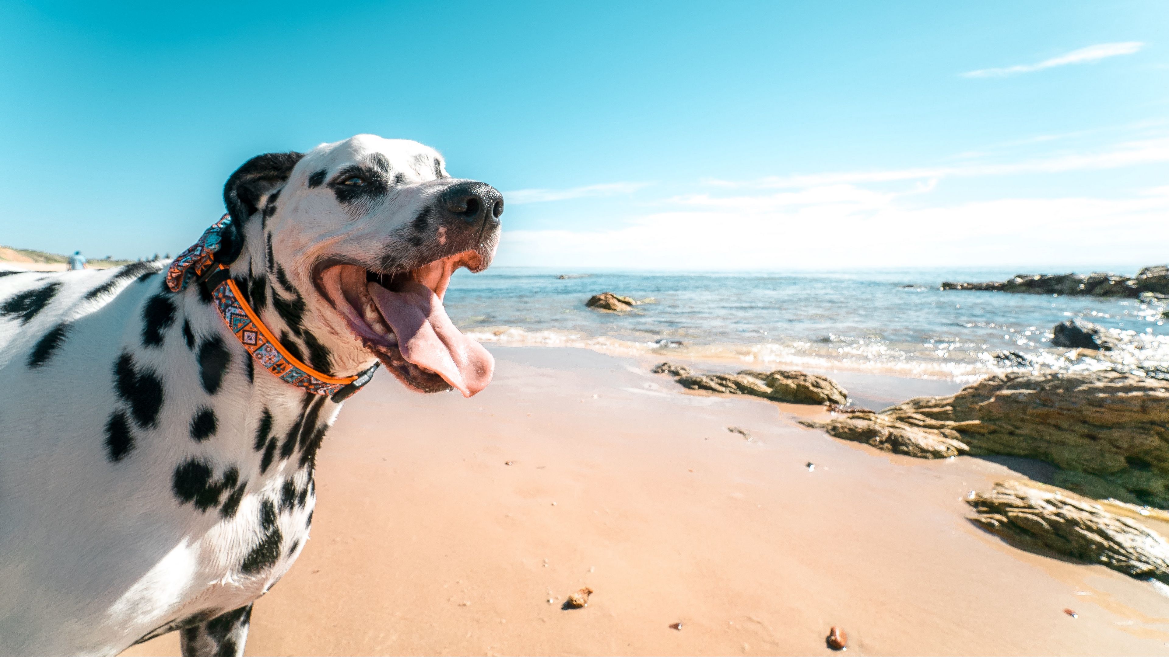dalmatian, dog, protruding tongue, collar, 4k, HD Wallpaper