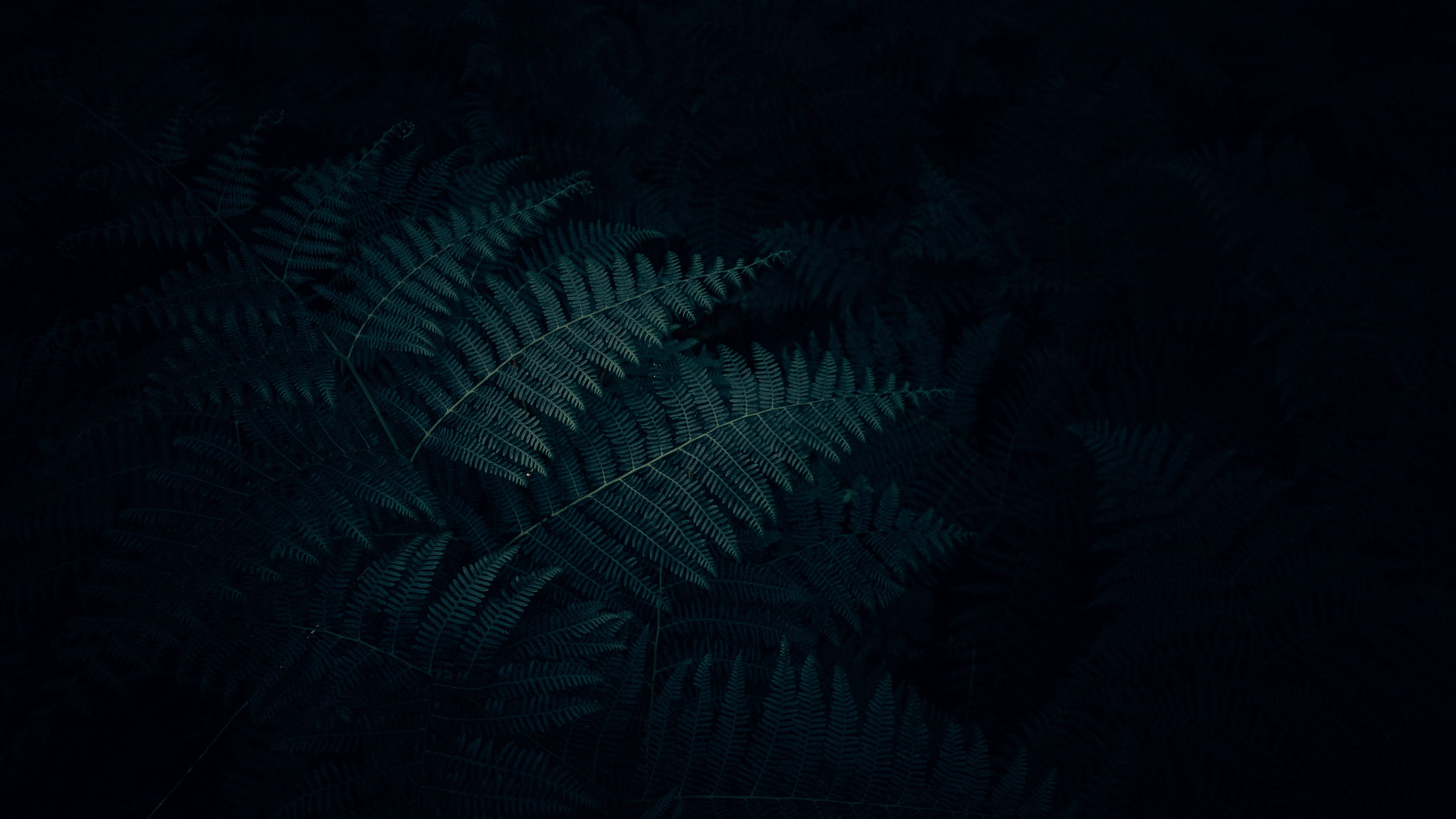 fern, leaves, plant, dark, carved, 4k, HD Wallpaper